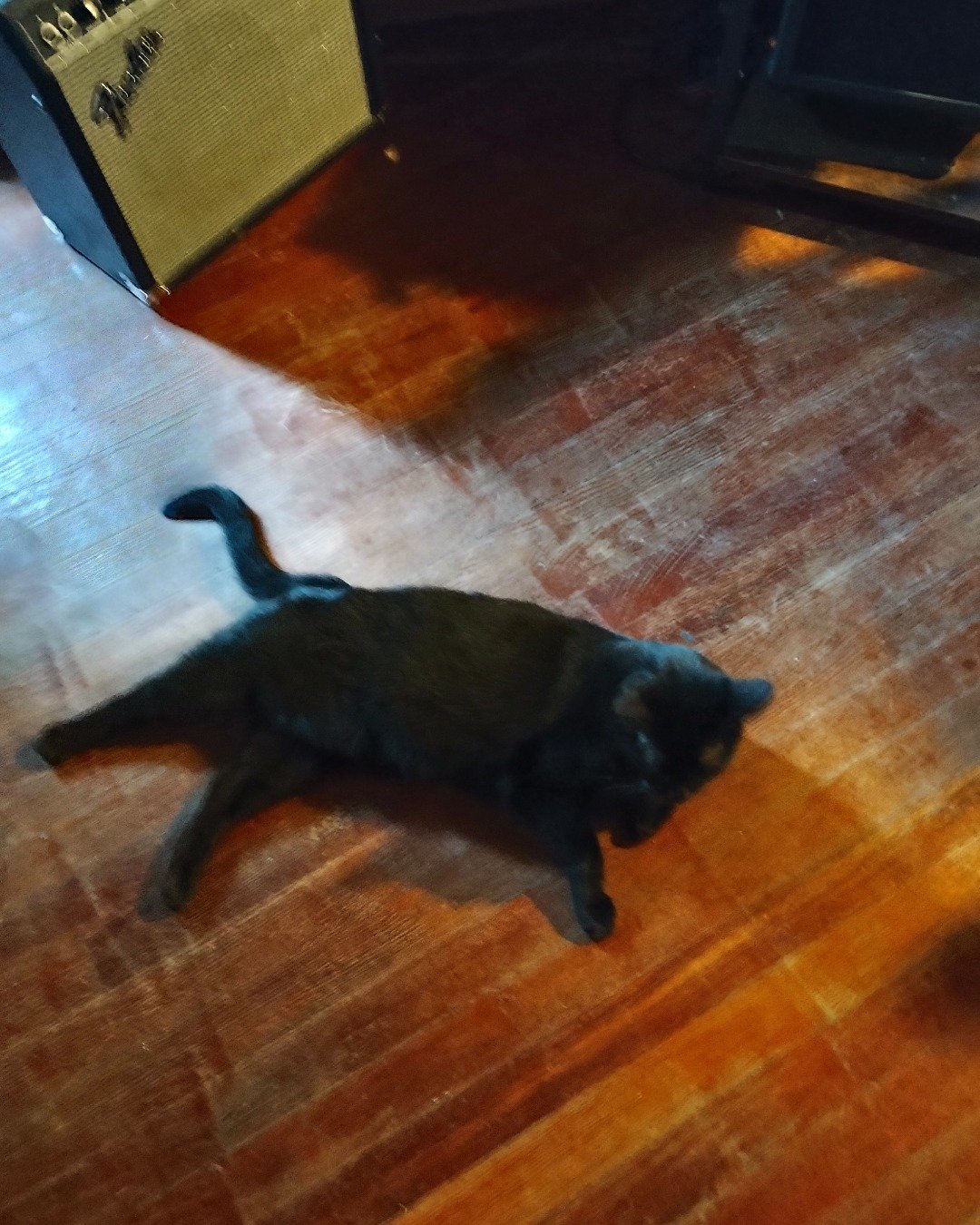 Wednesday the black Halloween cat. Wood, Hardwood, Floor, Flooring, Cat, Plywood