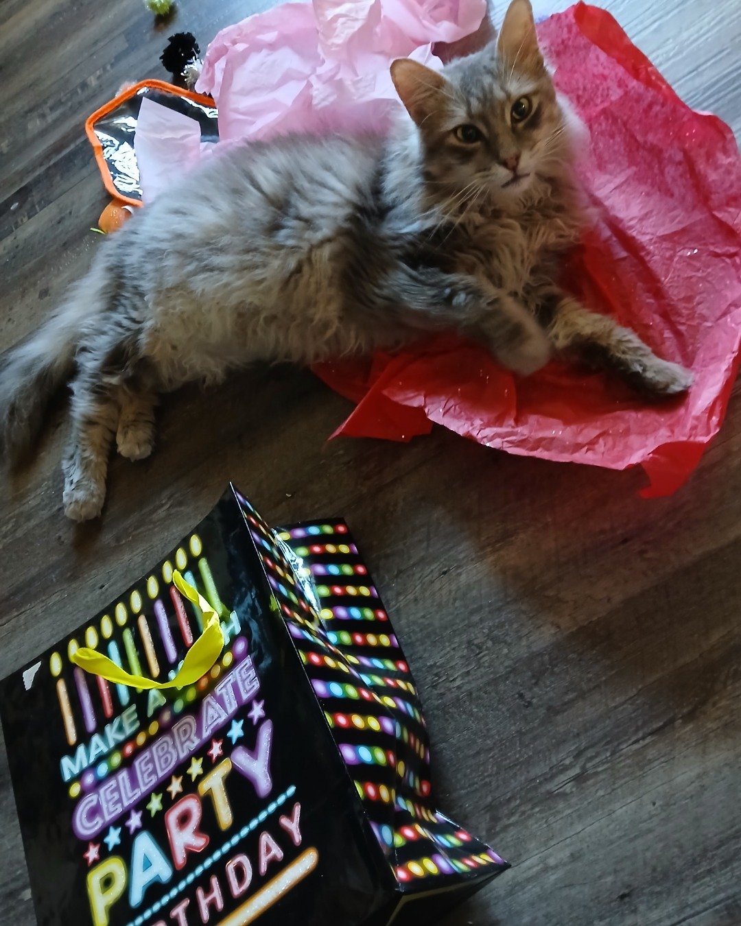 Logan the Long Haired Tabby. Food, Sweets, Bag, Cat, Accessories, Handbag