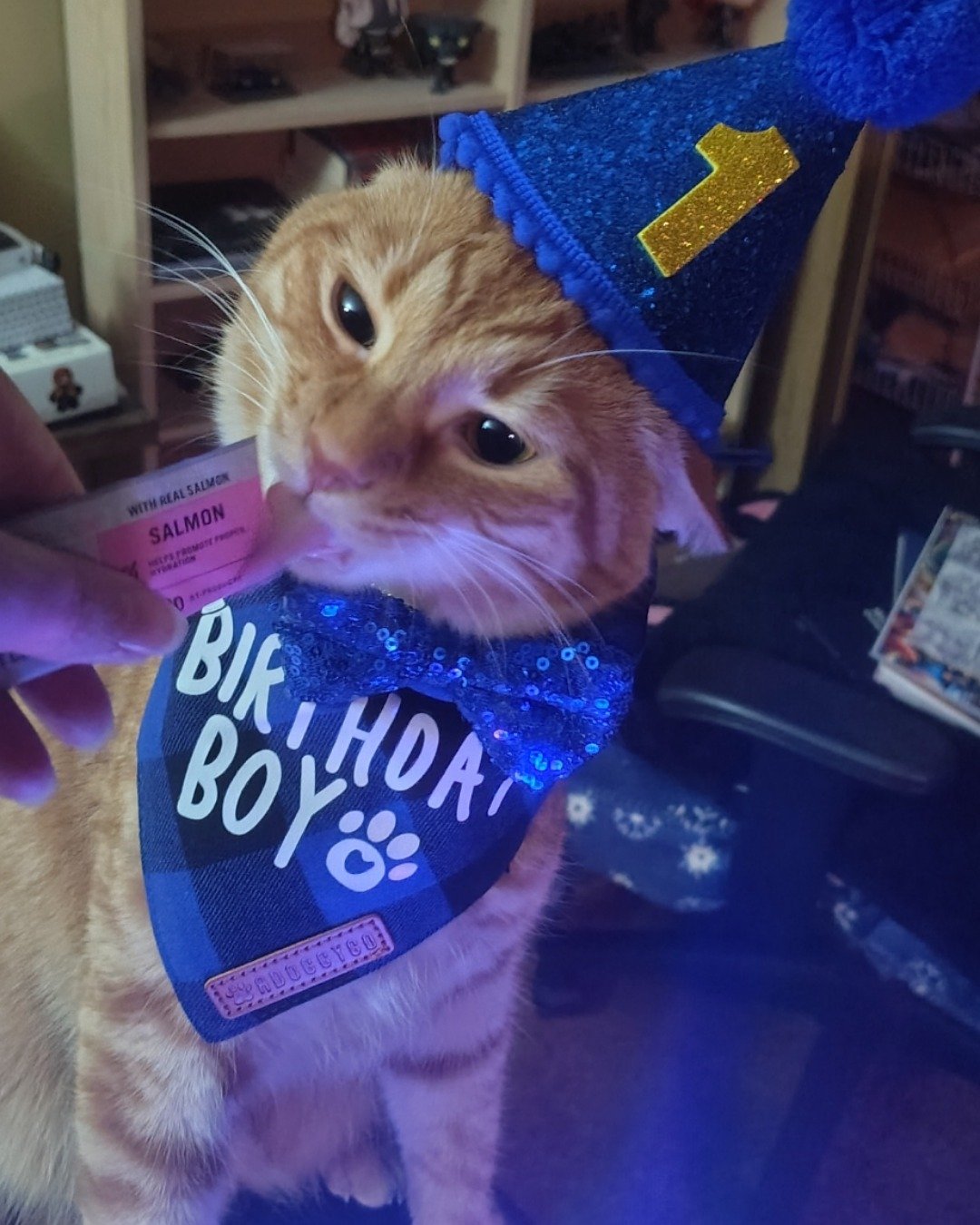Pumpkin the Ginger. Clothing, Hat, Person, Cat, Purple, Cap
