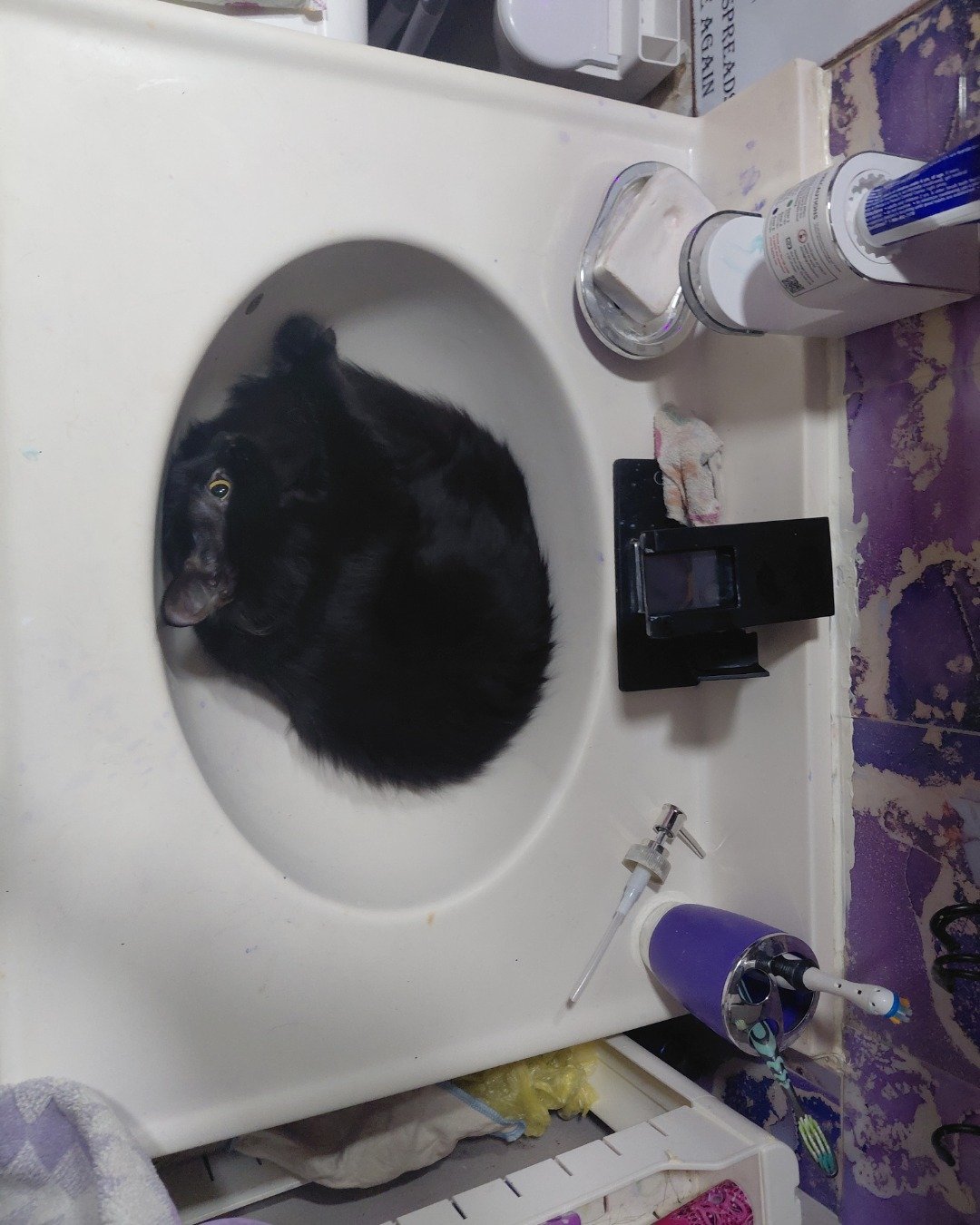 Kitty. Cat