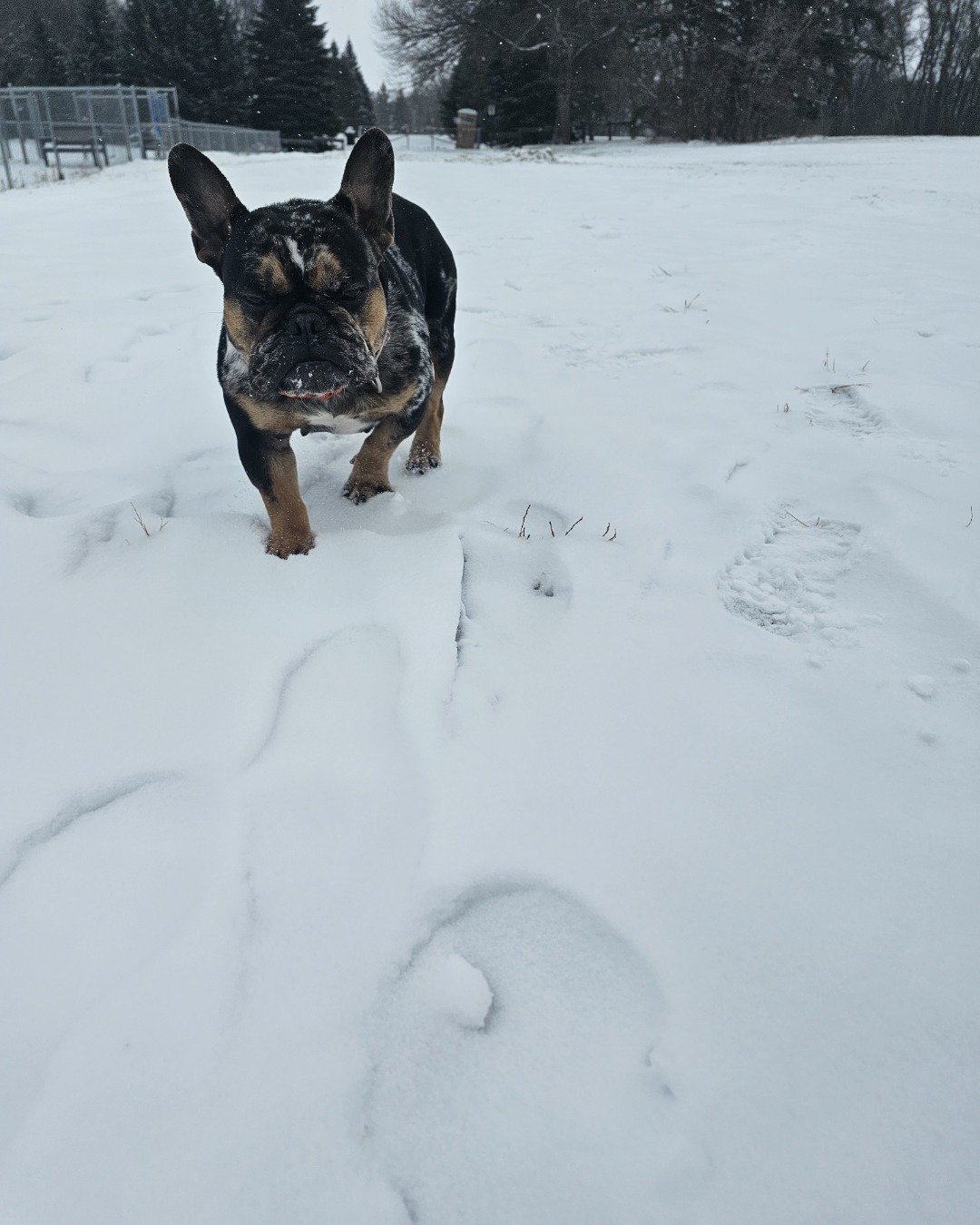 Patty the French bulldog. Bulldog, Dog, French Bulldog