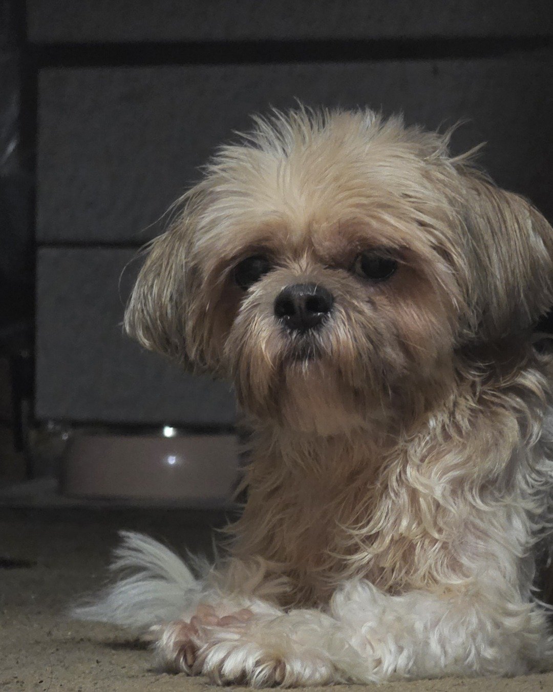 Kaylee Marie the Shih Tzu. Dog, Puppy