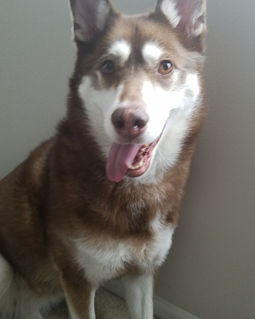 Nala the Siberian Husky. Dog, Husky