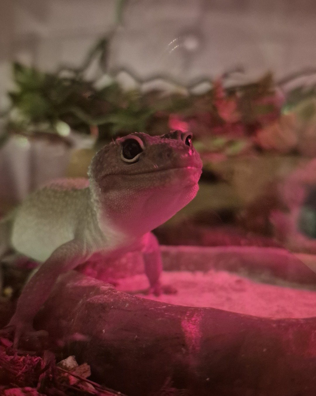 crystal the blizzard lepord gecko. Gecko, Lizard, Reptile