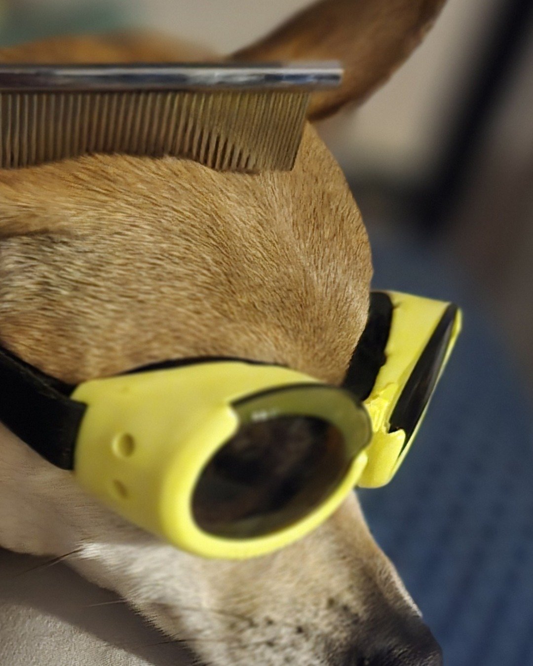 peanut butter (pb) the rat terrier chihuahua mix. Accessories, Goggles, Sunglasses, Dog, Hound