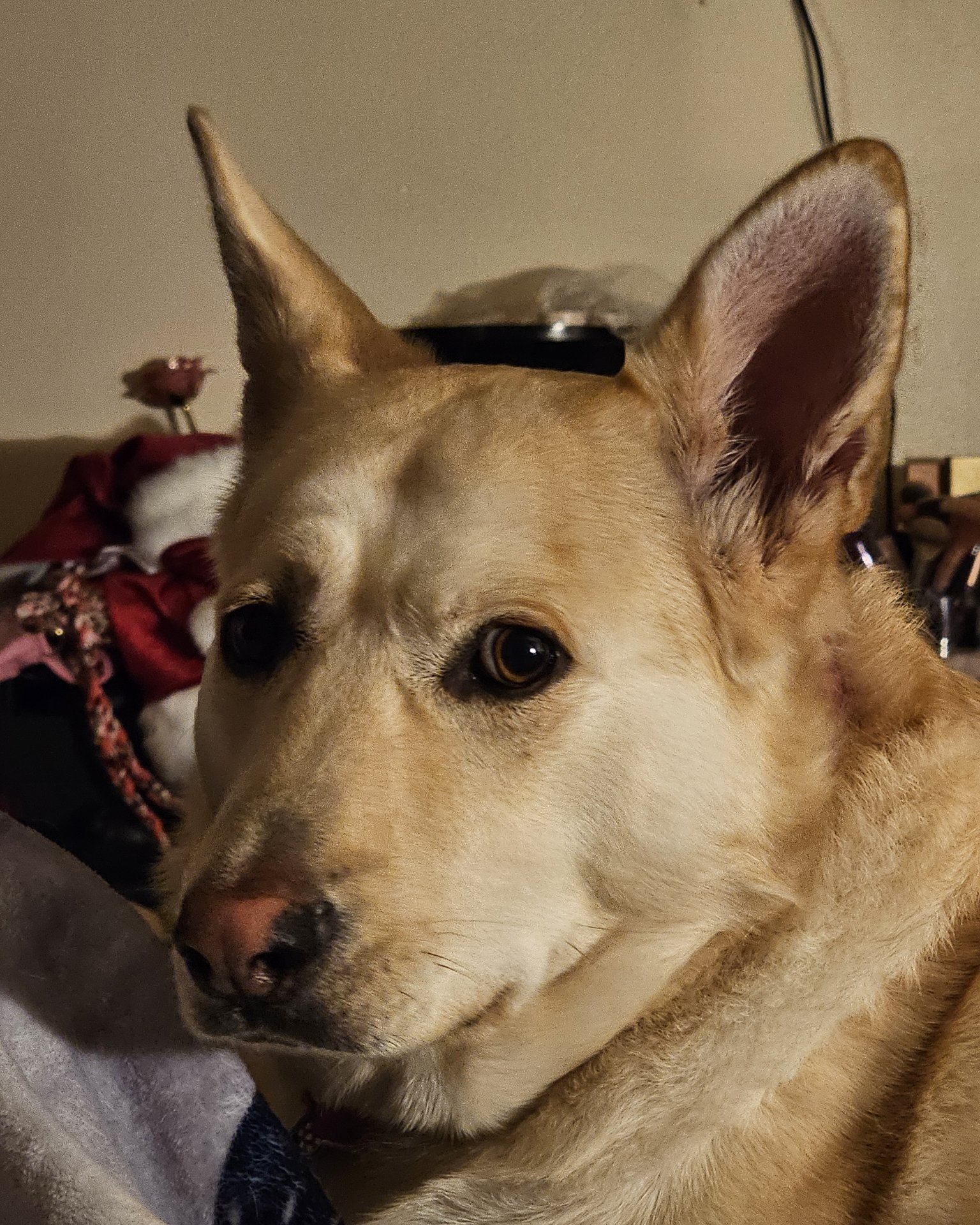 Bella the Labsky. Dog, Husky