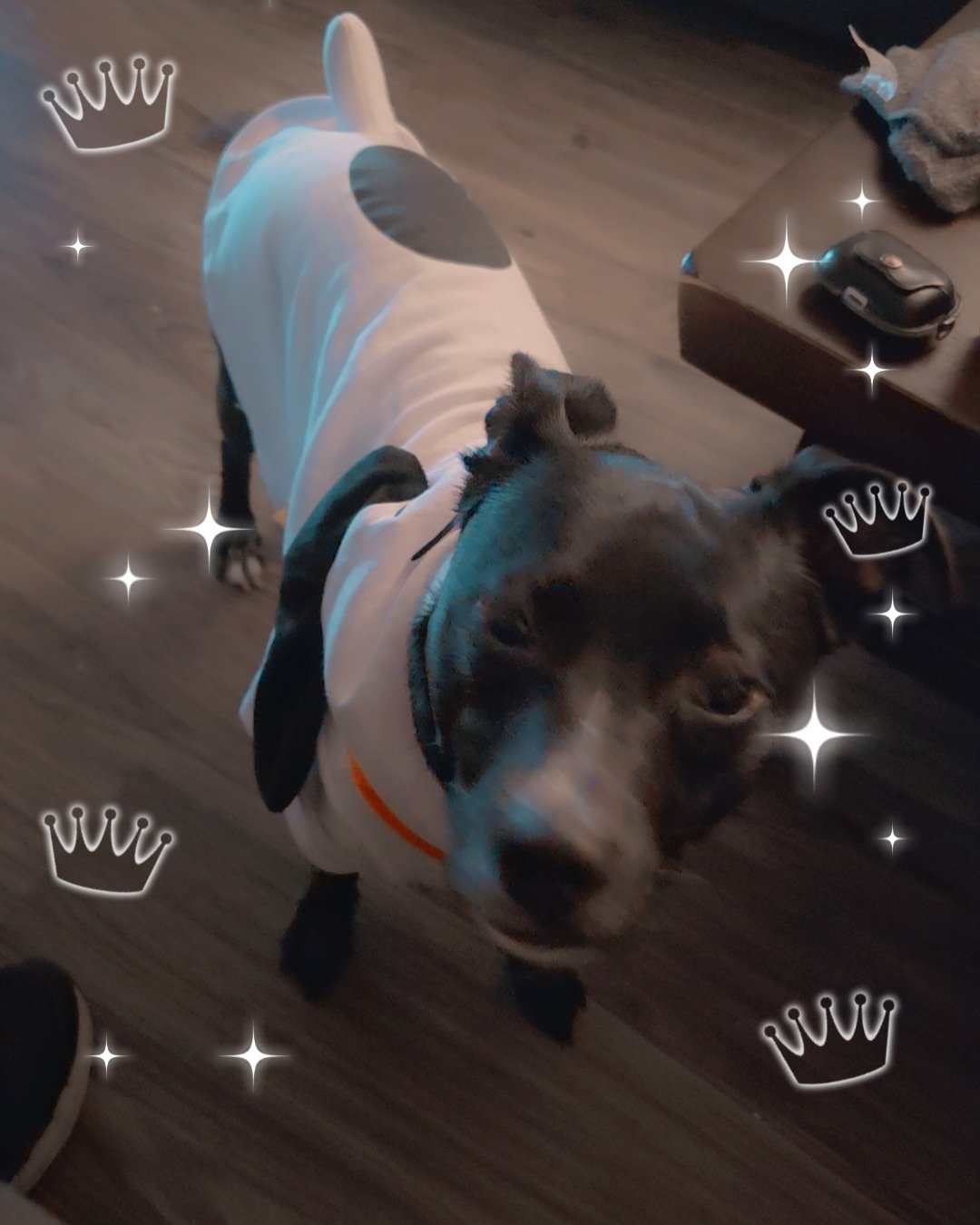 Siddalee (Sidda) the Black Labrador Chihuahua mix. Clothing, Footwear, Shoe, Dog, Puppy, Hound