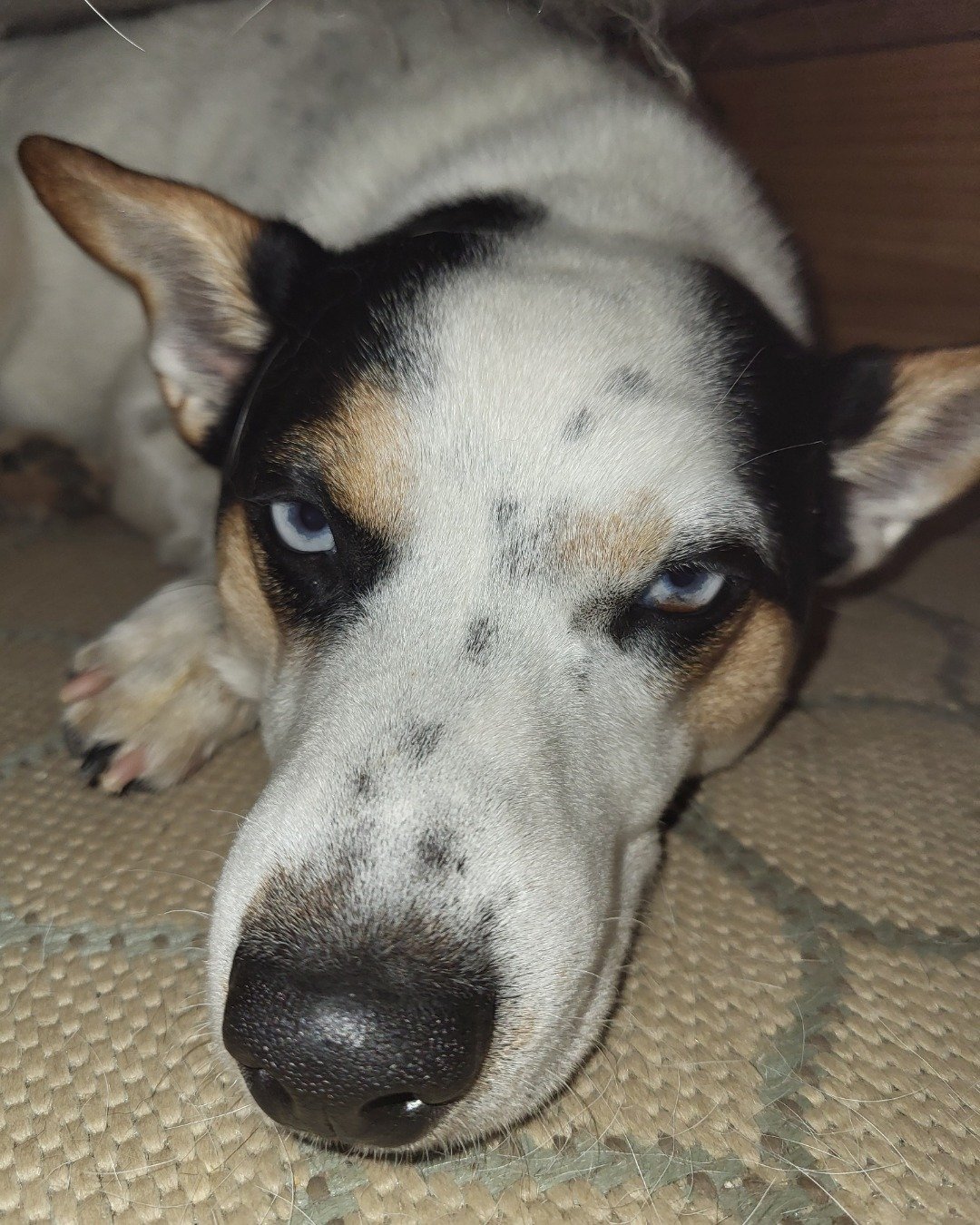 Billy the 1/4 Chihuahua 3/4 Queensland healer. Snout, Dog, Hound, Puppy, Husky