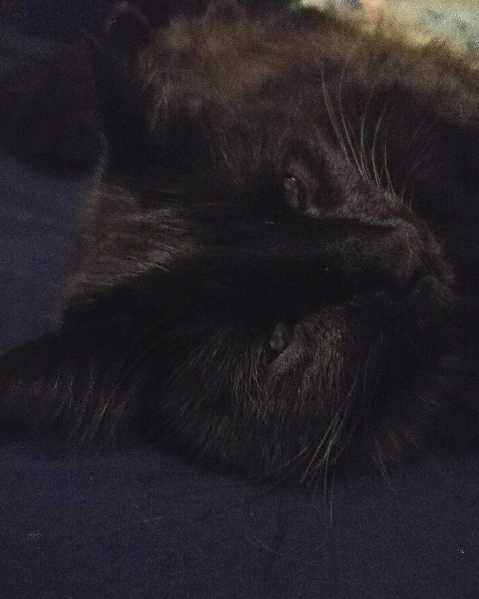 Sylvester the Unsure. Cat, Black Cat