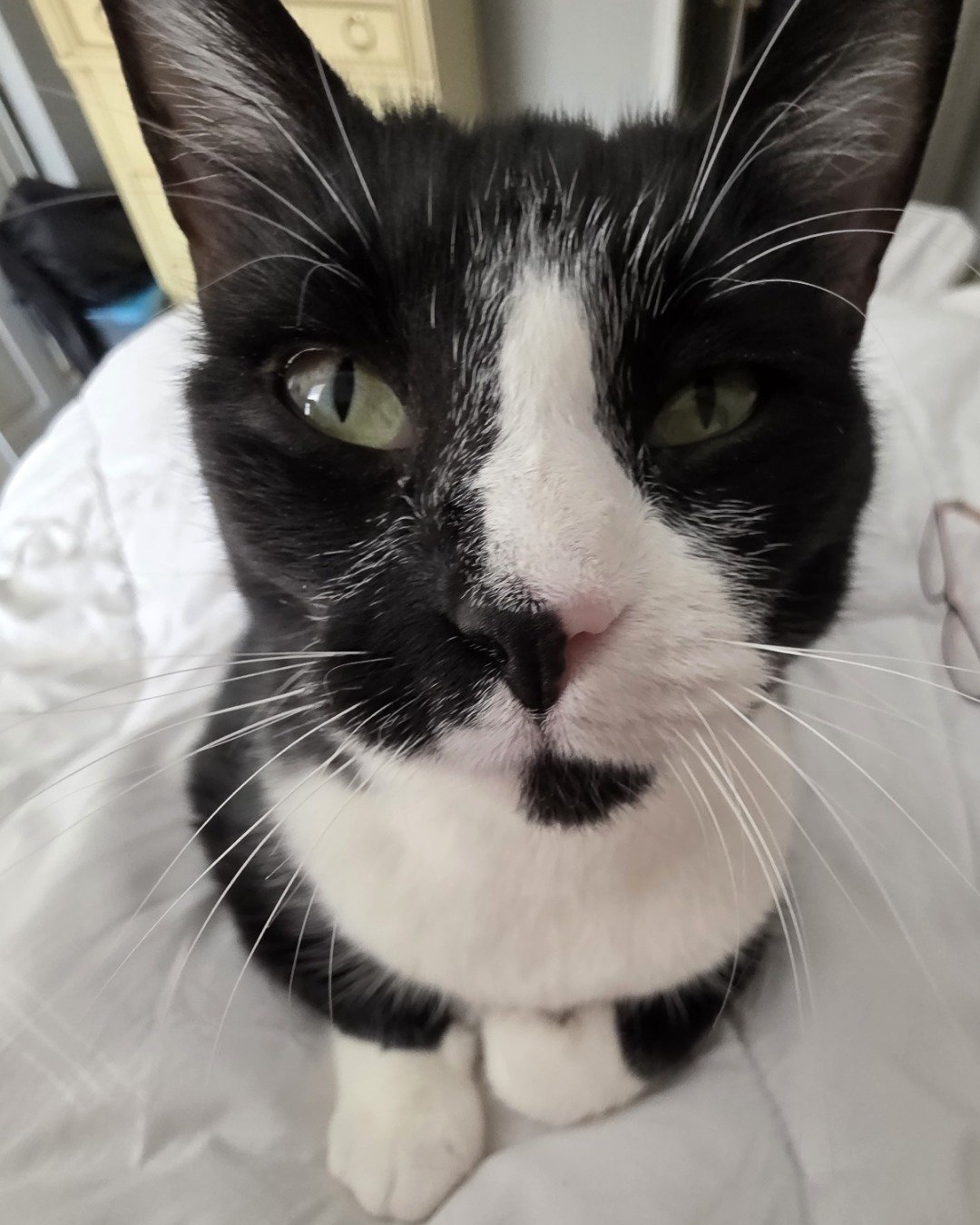 Lorelai the Tuxedo. Cat, Kitten