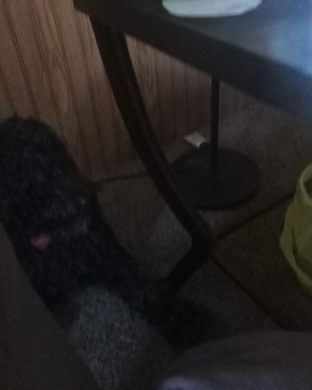 Scarlett the aussiedoodle. Dog, Puppy, Furniture, Table