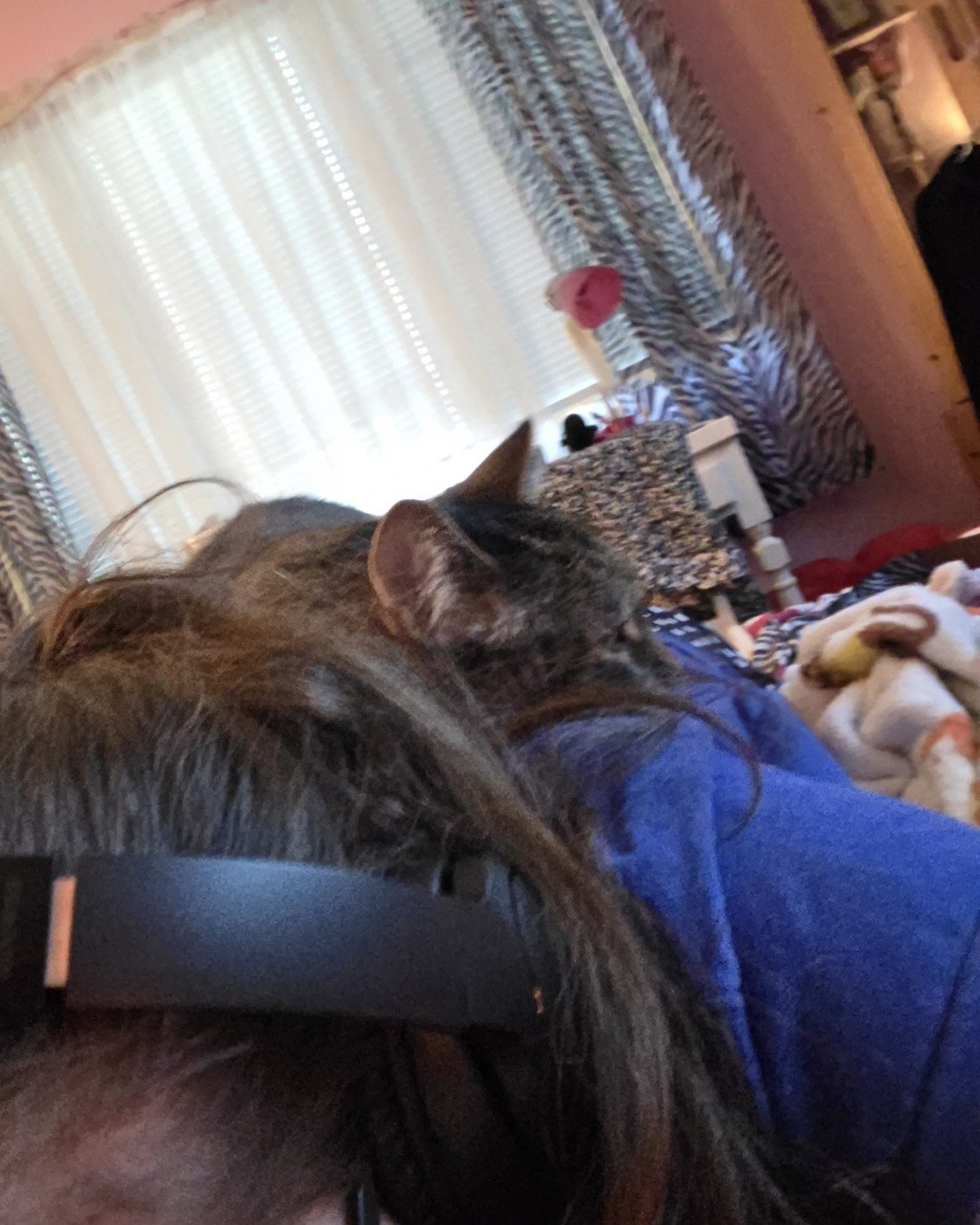 Yoshi the Tabby. Person, Electronics, Home Decor, Couch, Furniture, Cat
