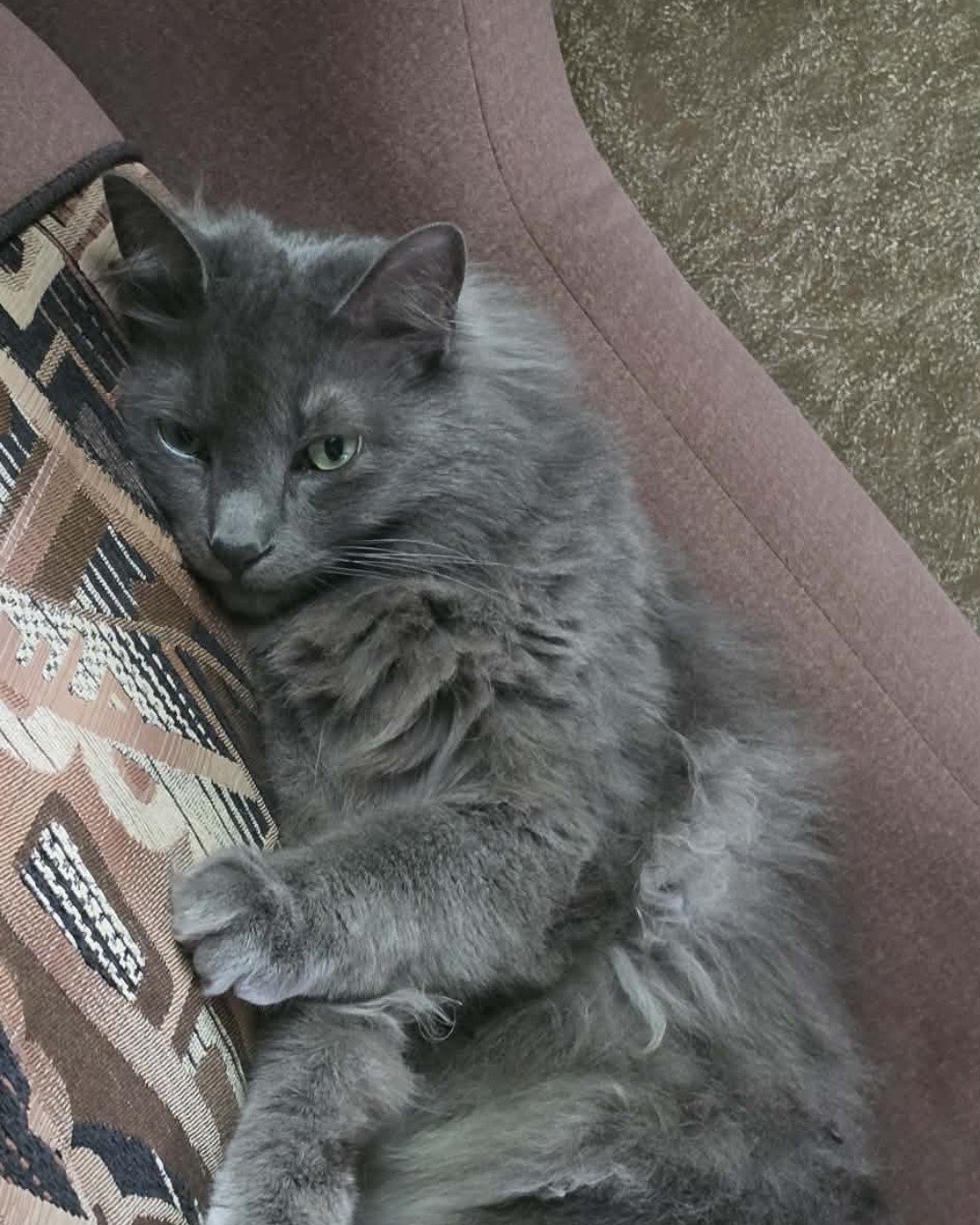 Binx (Binky) the Nebelung. Couch, Furniture, Cushion, Home Decor, Cat, Angora
