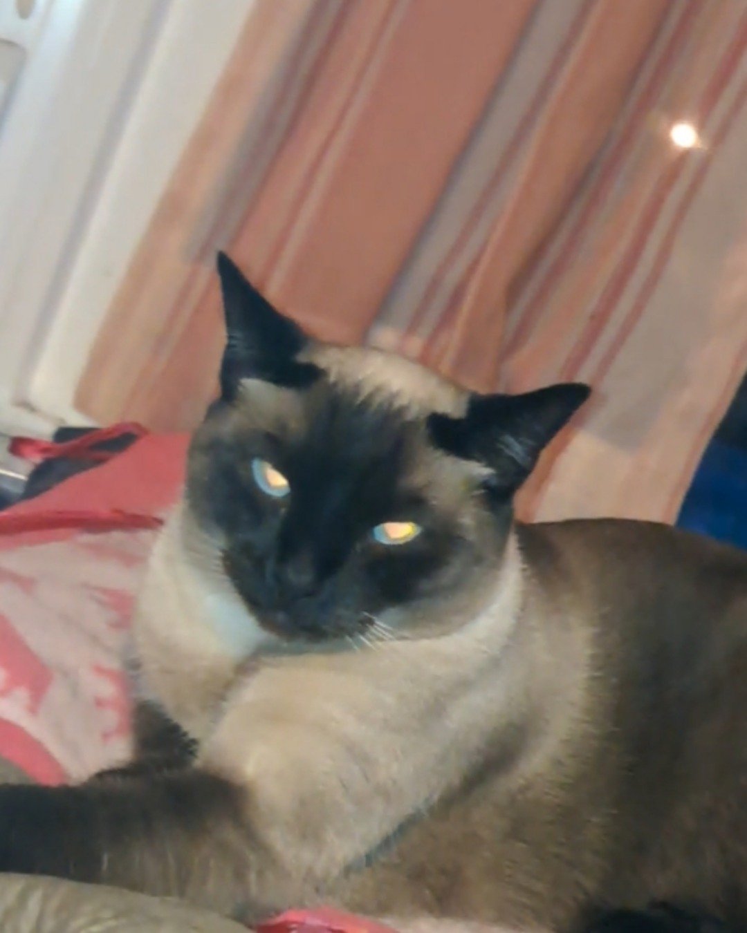 Luna🌙💫 (twin of Stella) the Siamese. Cat, Siamese