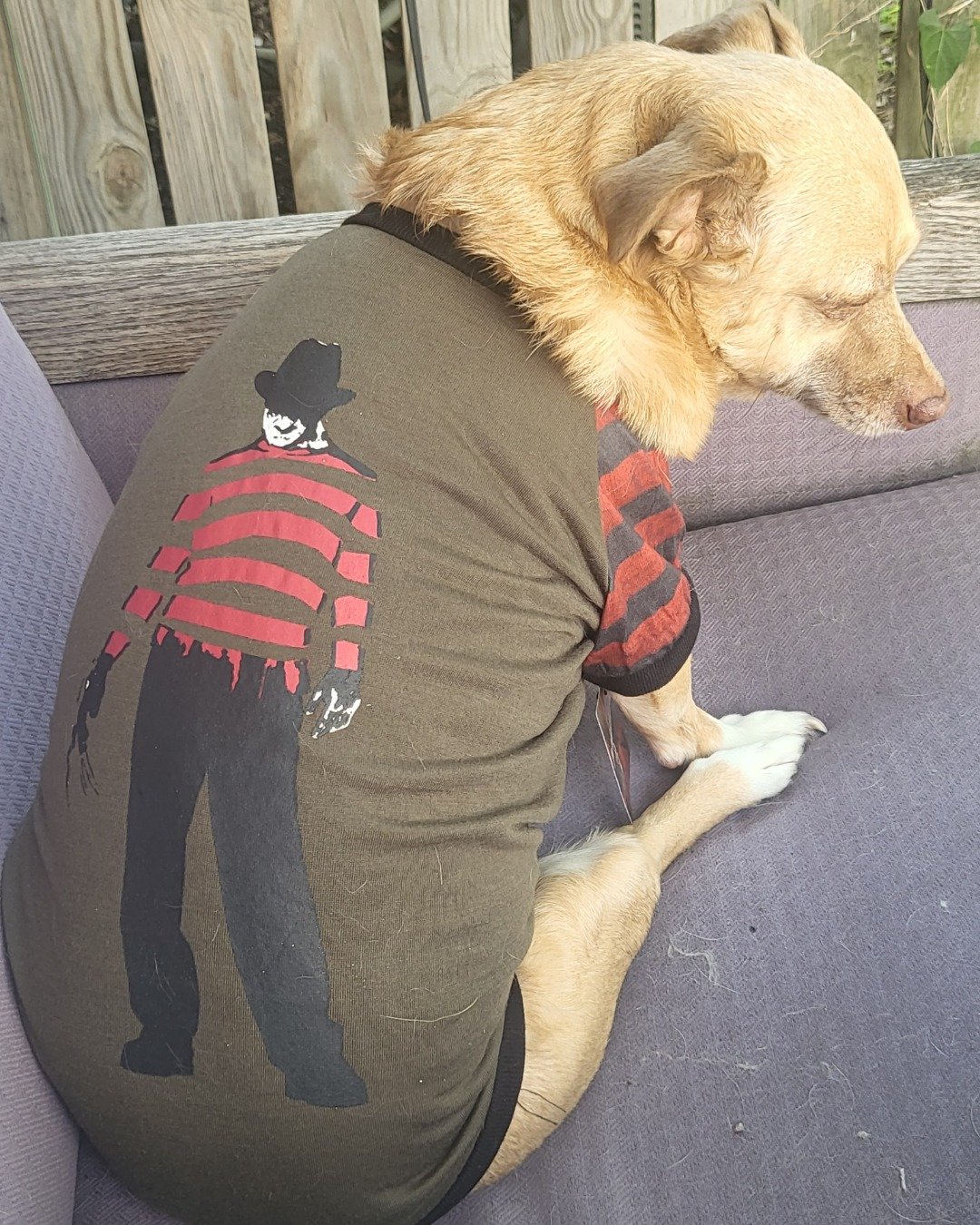 Momo the Chihuahua mix. Clothing, T-Shirt, Furniture, Dog, Puppy, Person