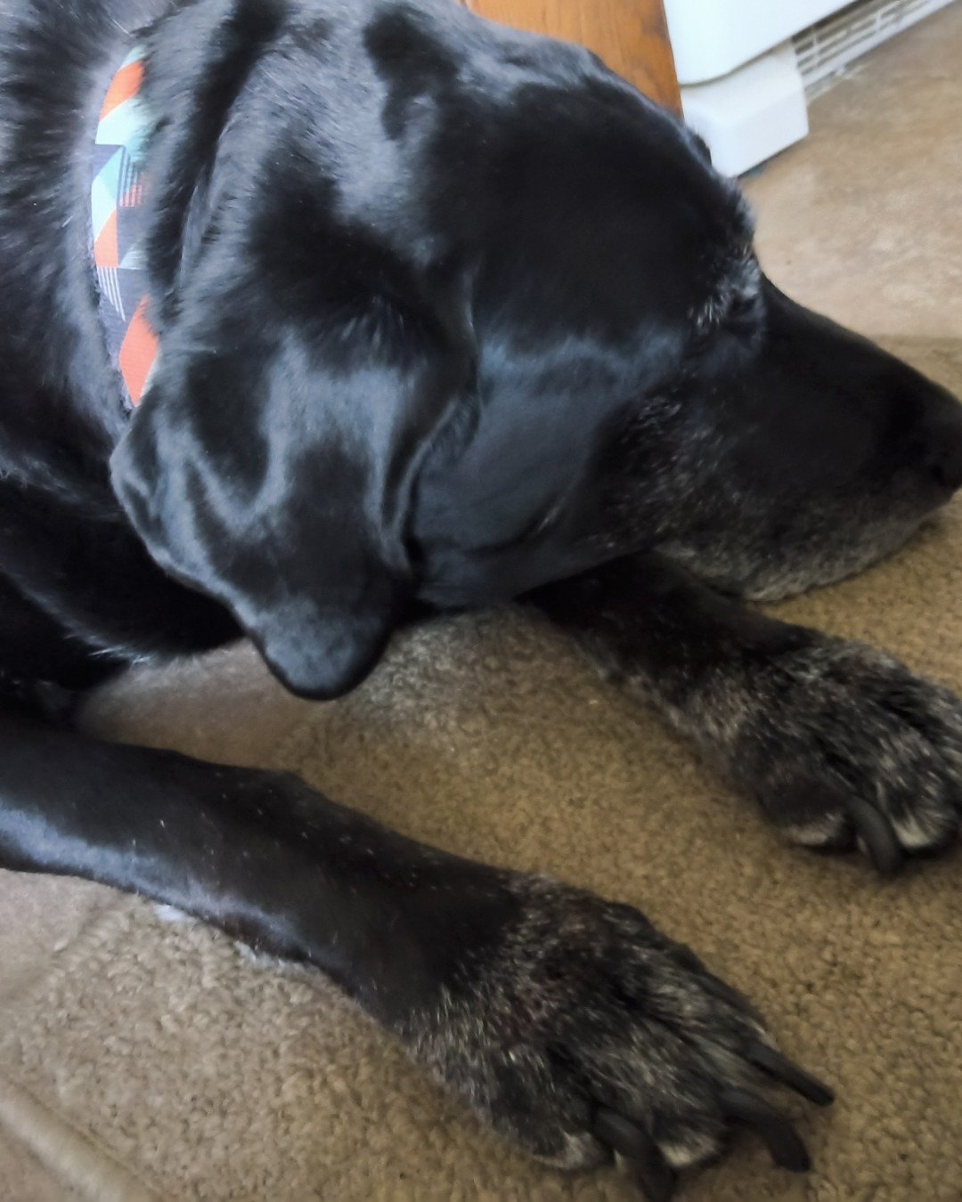 pablo the Labrador retriever. Dog, Labrador Retriever