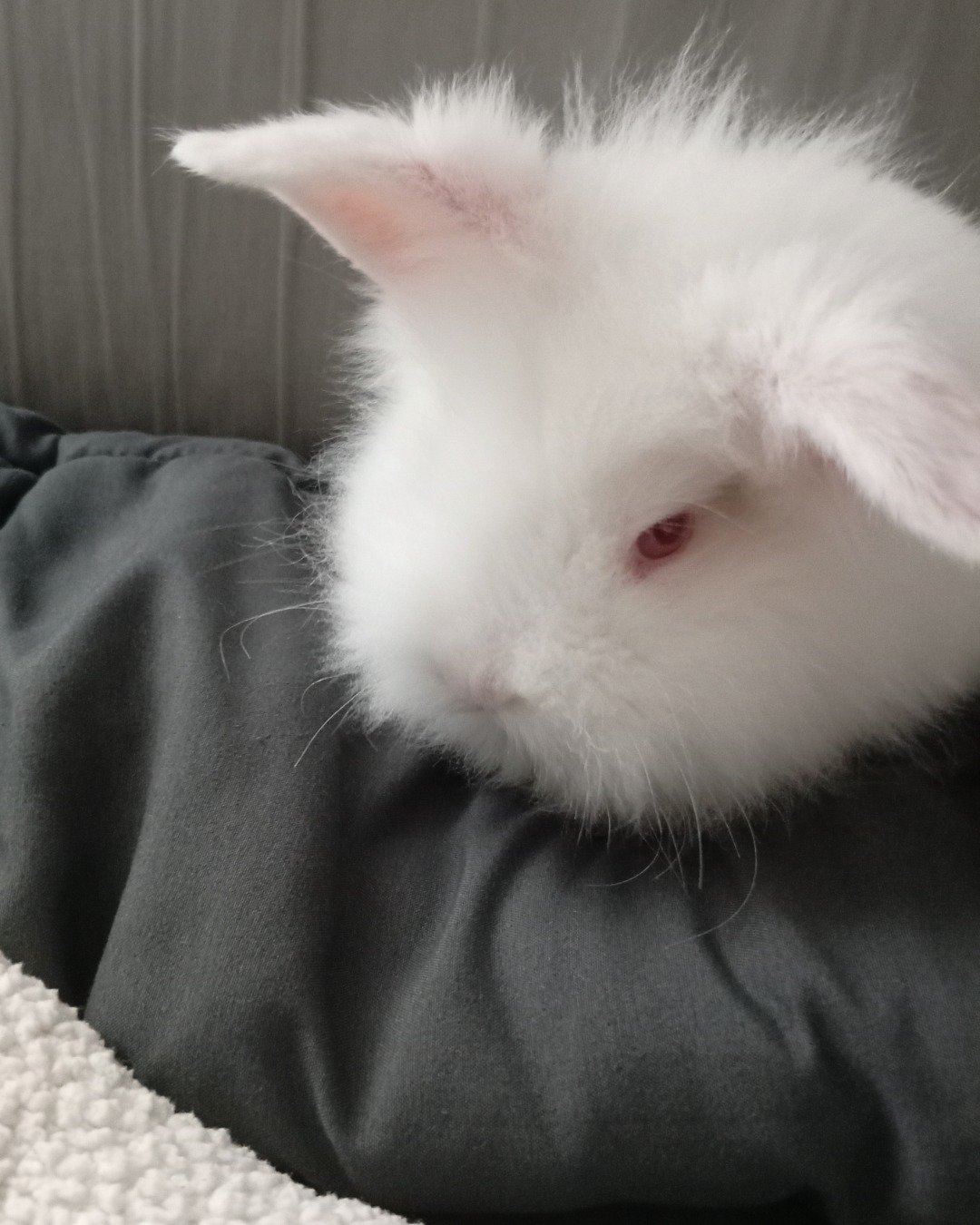 Ushka. Rabbit, Rat, Rodent, Angora, Cat
