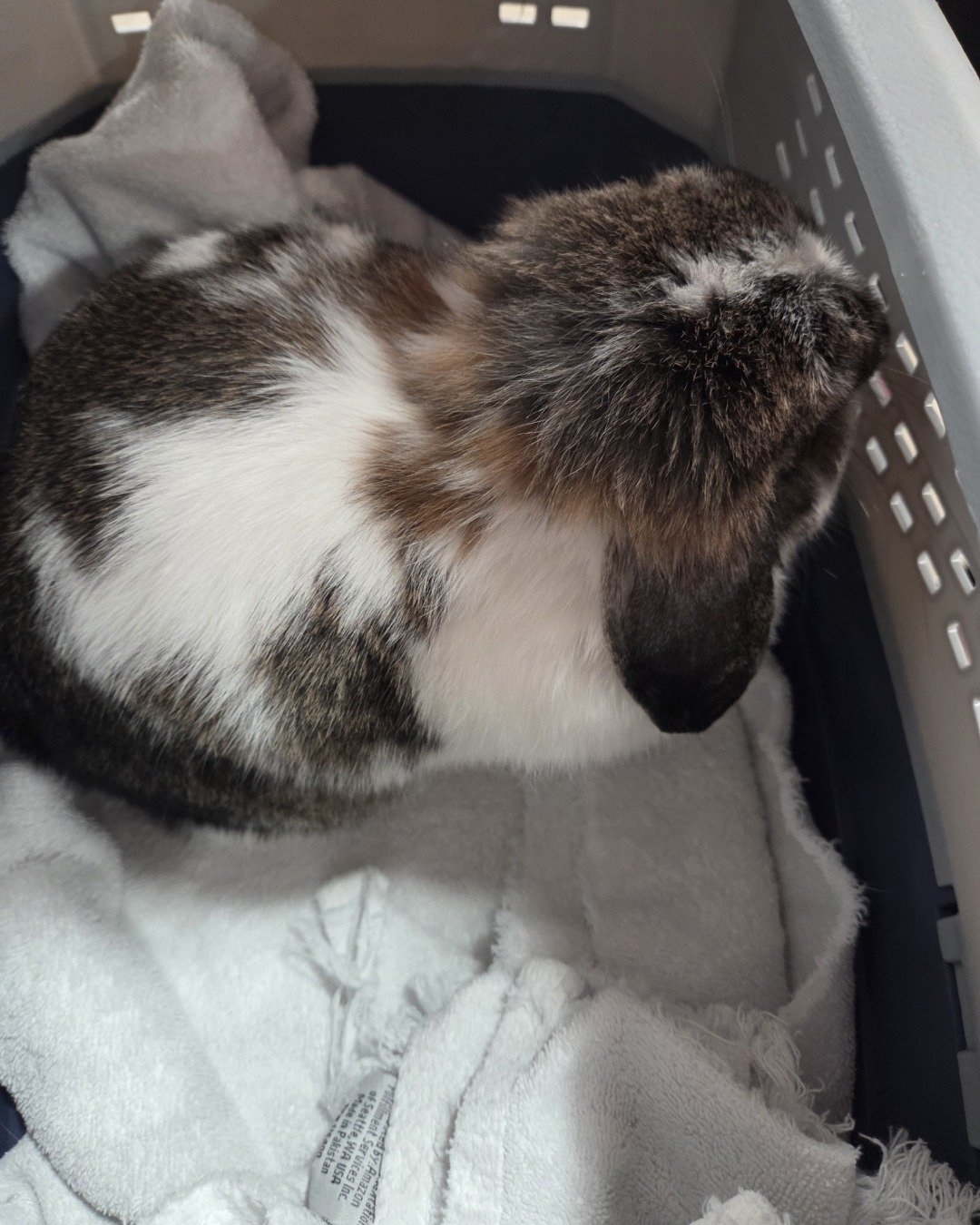 blossom the Holland lop. Cat, Rabbit