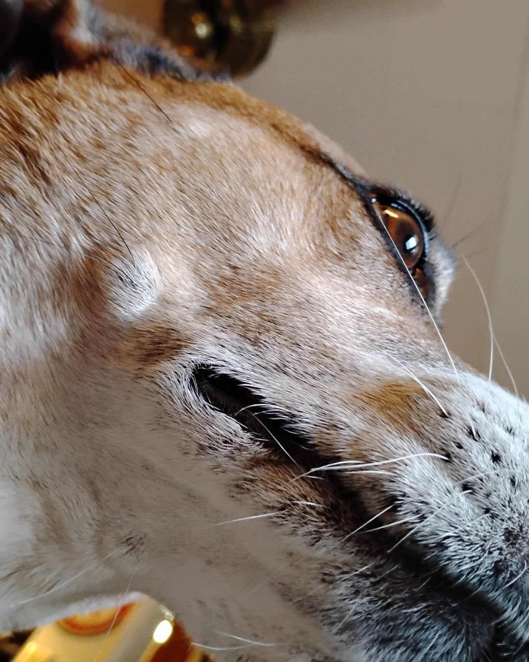 Turbo the Red heeler. Dog, Hound, Snout, Husky, Cat
