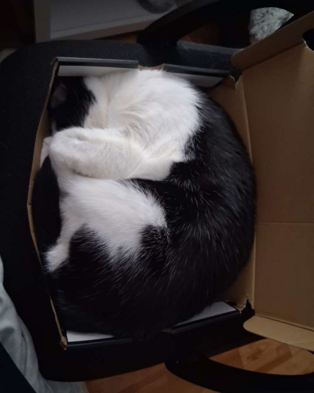 soup the Tuxedo cat. Box, Cat