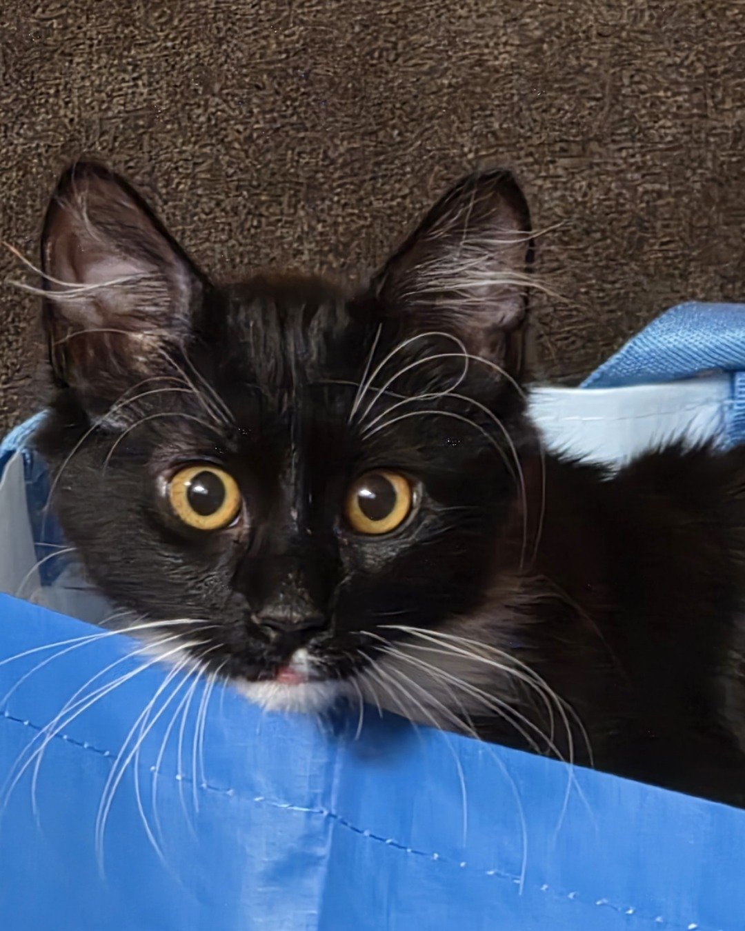 Andy. Cat, Kitten