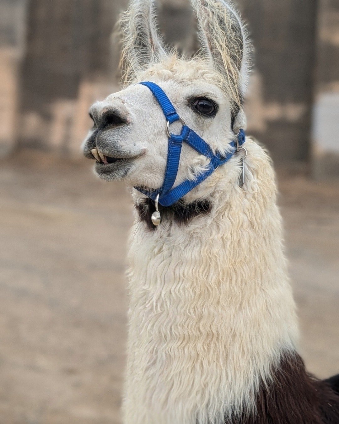 Stanley the Llama. Llama, Dog