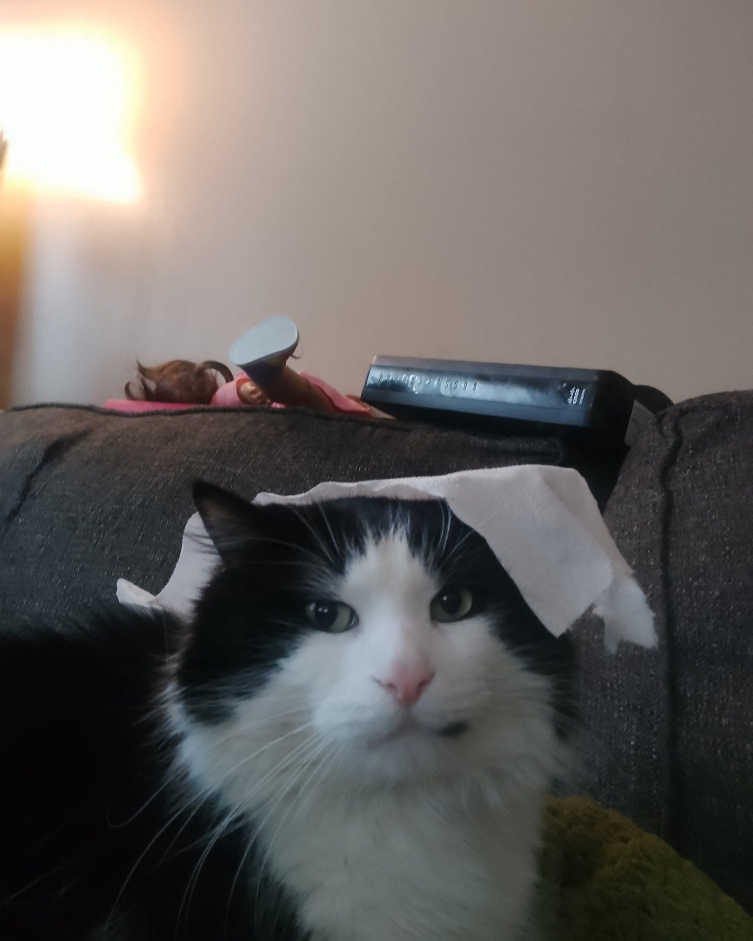 lola the tuxedo cat. Couch, Furniture, Cushion, Home Decor, Person, Cat