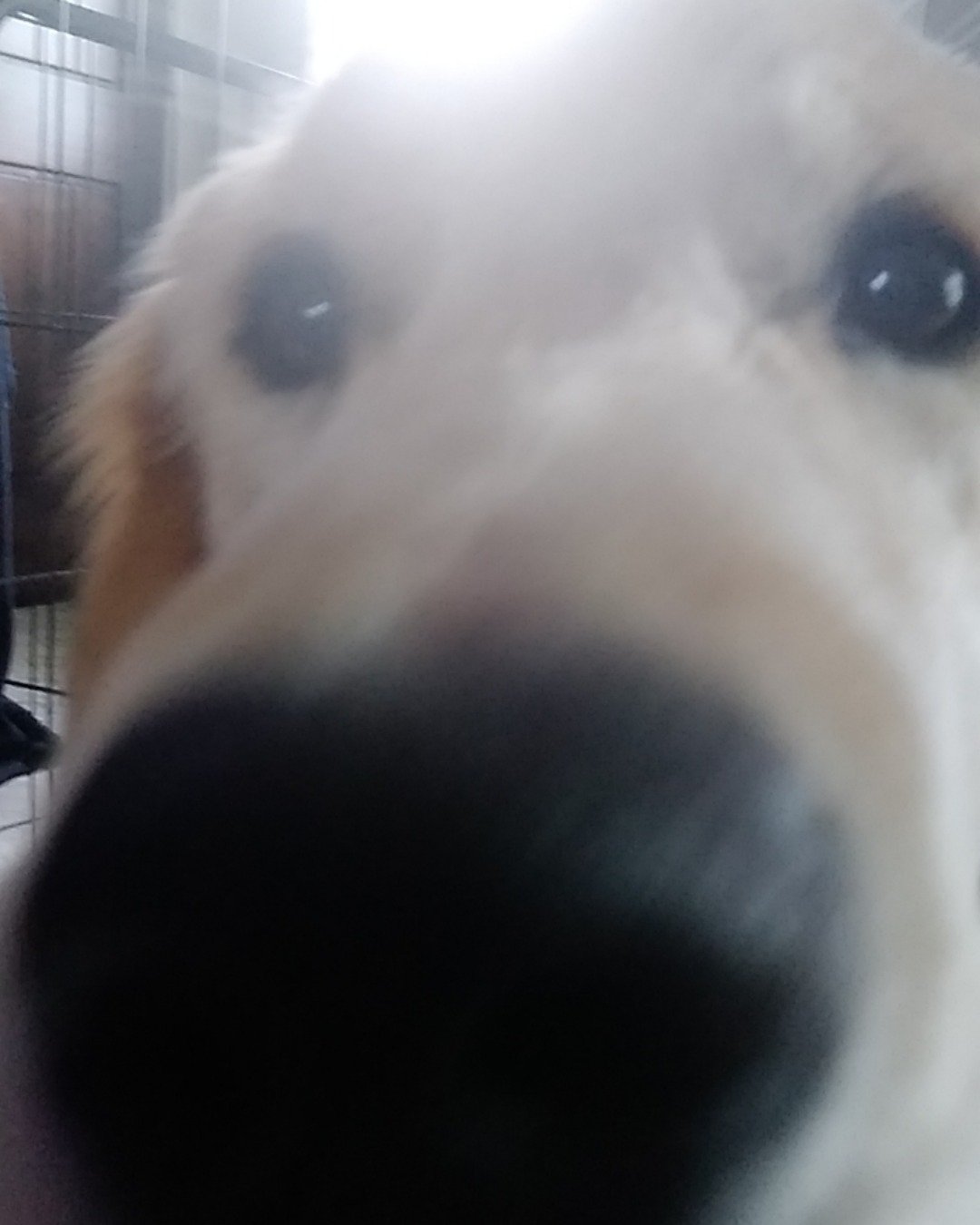 thatdogbeso the golden retriever. Dog, Puppy, Snout, White Dog, Golden Retriever