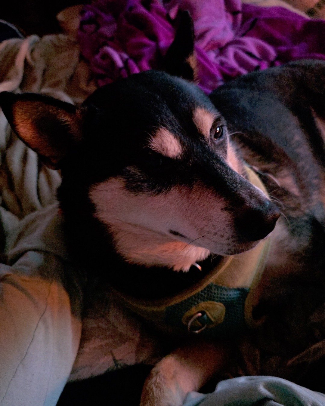 Olive the Shiba/Heeler. Dog, Puppy, Couch, Furniture, Hound