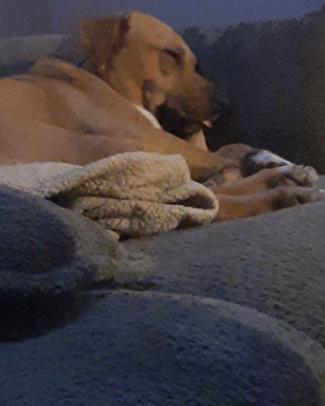 Allie the pit mix. Dog, Hound, Puppy