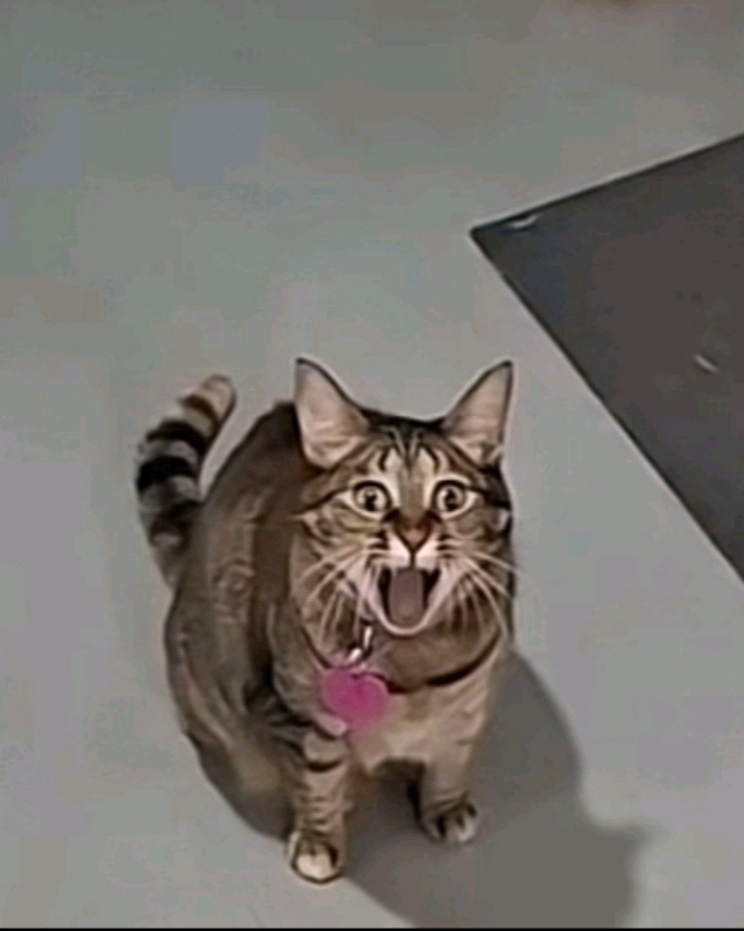 fixet the mix. Cat, Abyssinian