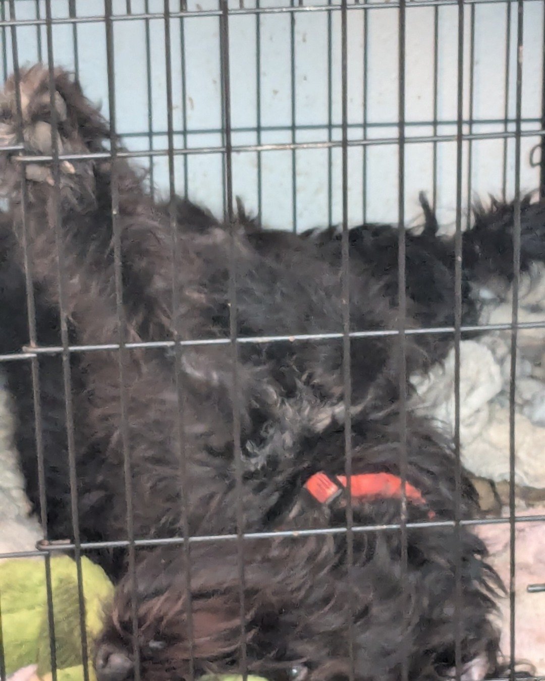 Bellatrix the Airdale/Wire-haired Pointer Griffin. Den, Indoors, Dog House, Dog, Kangaroo