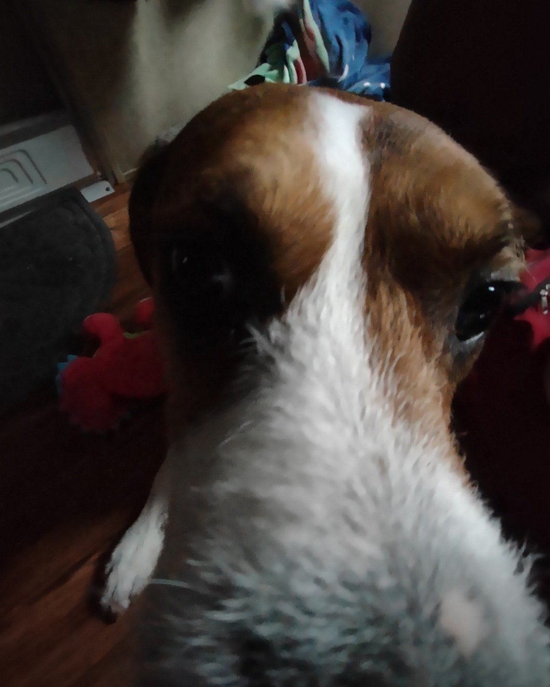 Copper the Labrodoodle pit. Dog, Puppy, Hound