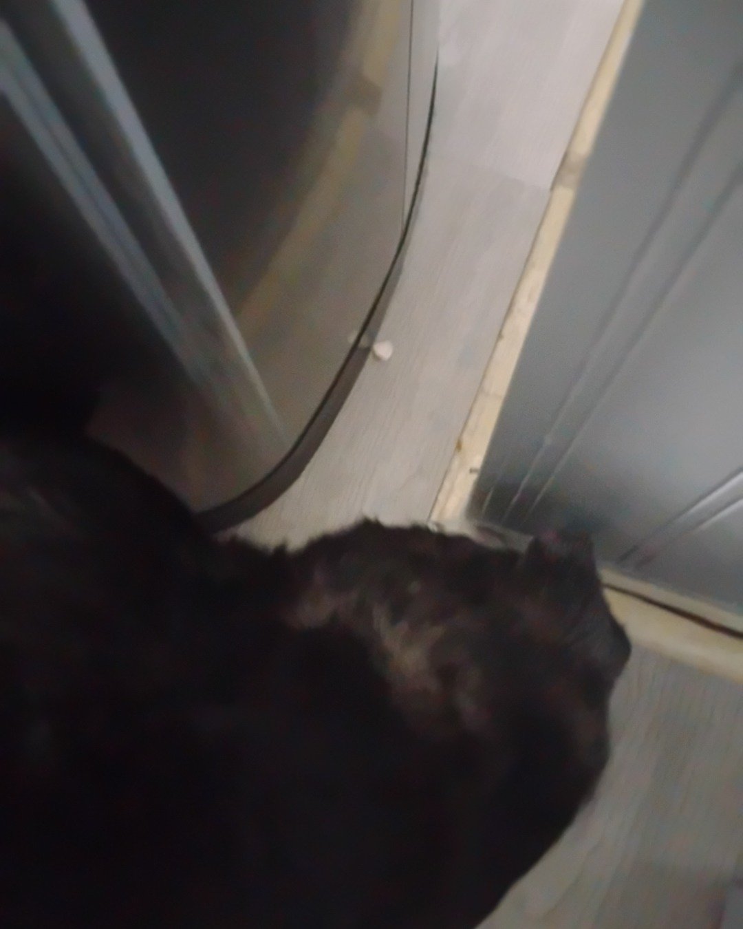 paco the wiener dog. Indoors, Door, Cat