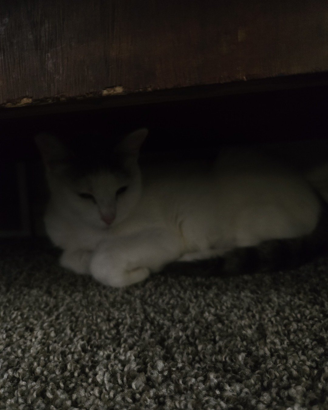 Mama's. Cat, Kitten