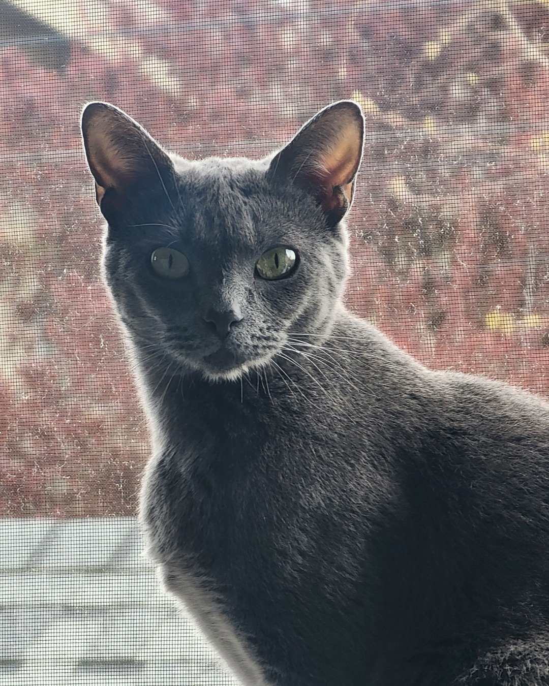 tinkerbell the blue russian. Cat, Abyssinian, Manx