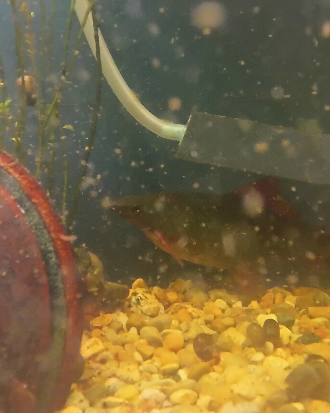 fishtank the snails. Aquatic, Water, Sea Life, Fish