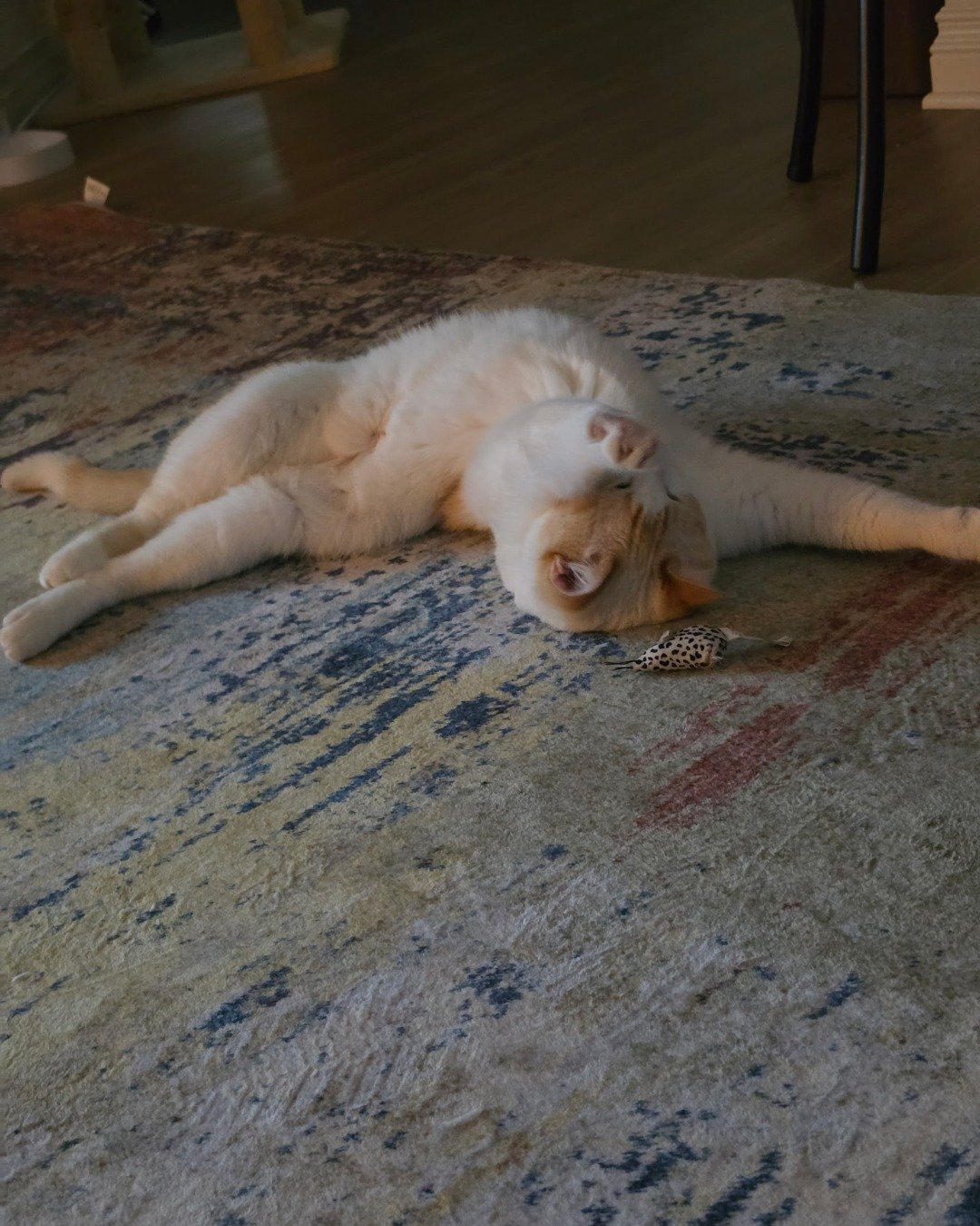 Luna. Floor, Flooring, Wood, Hardwood, Cat, Kitten