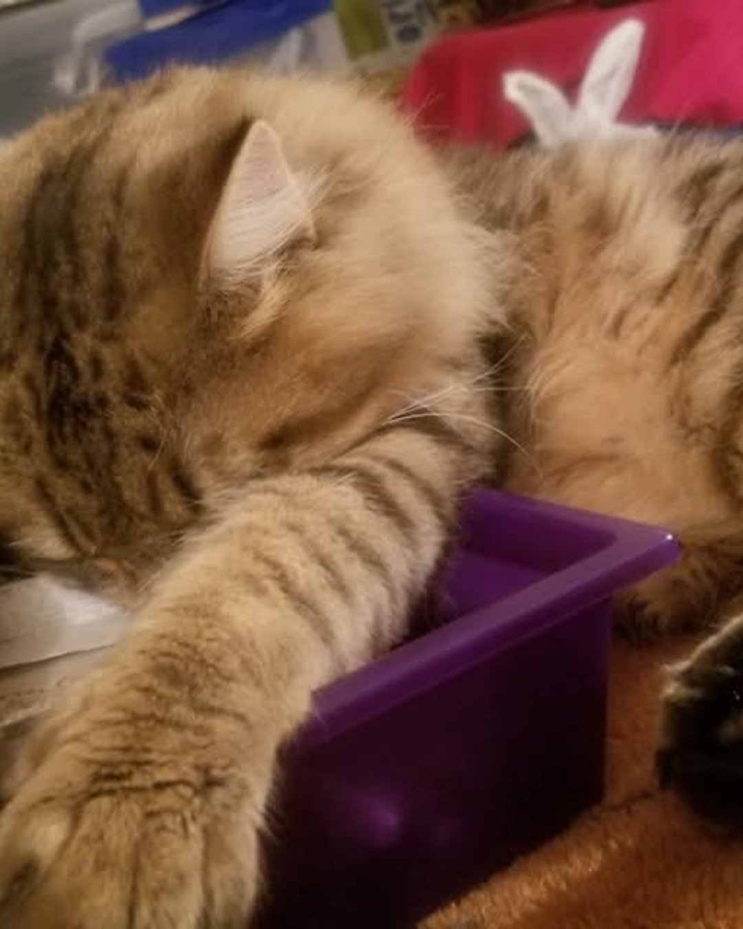 Booey; Baby Boy; Ka-Booey; Boo-Titters the MaineCoon Mix, Tabby. Cat, Purple, Plant, Potted Plant