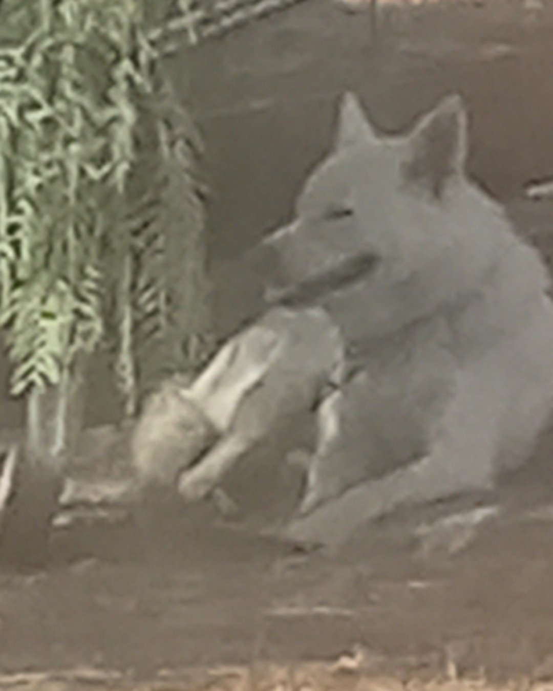 Chopper the White Husky and German shepherd mix. Dog, White Dog, Wolf, Coyote, Cat