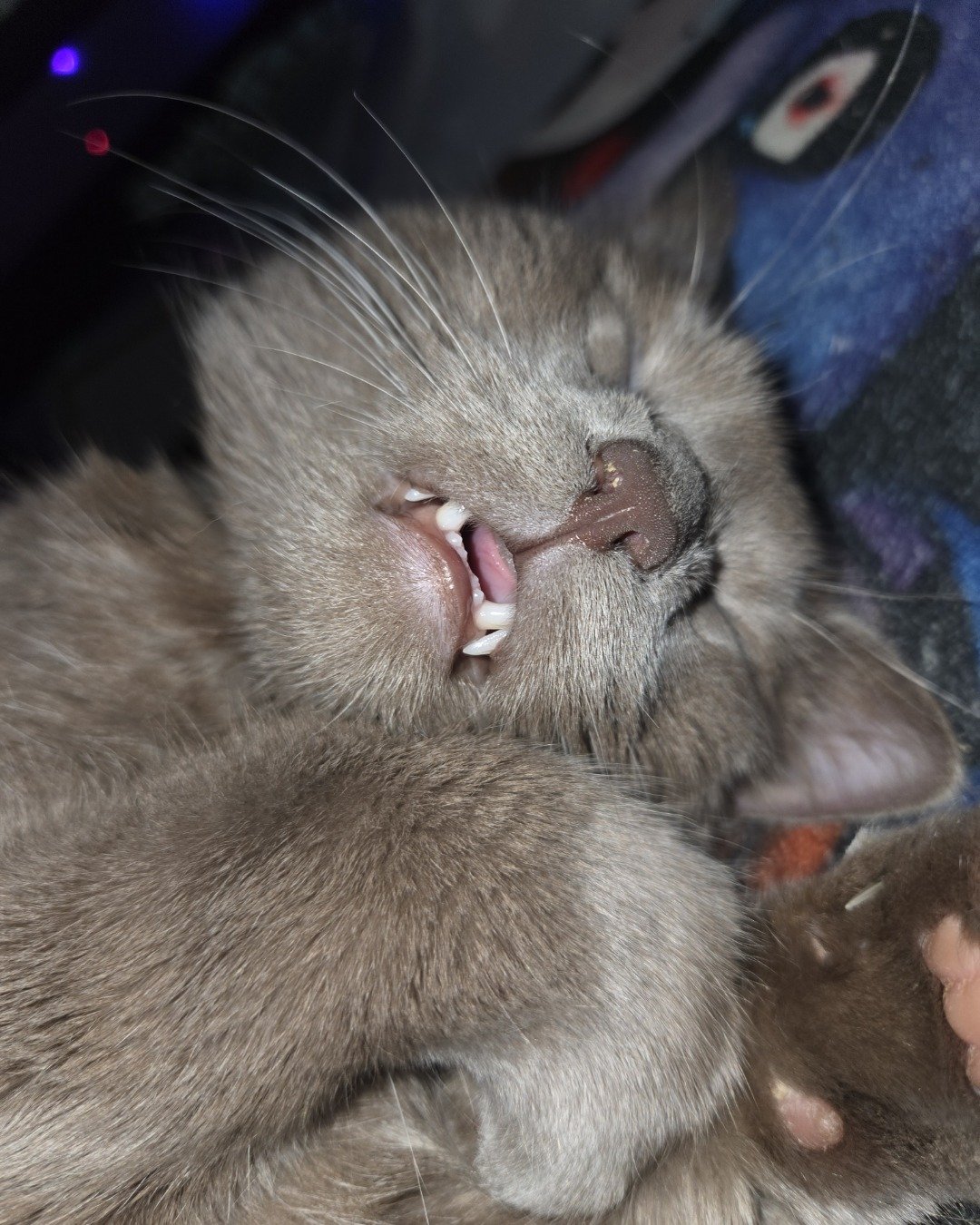 Chino. Body Part, Mouth, Person, Cat, Kitten