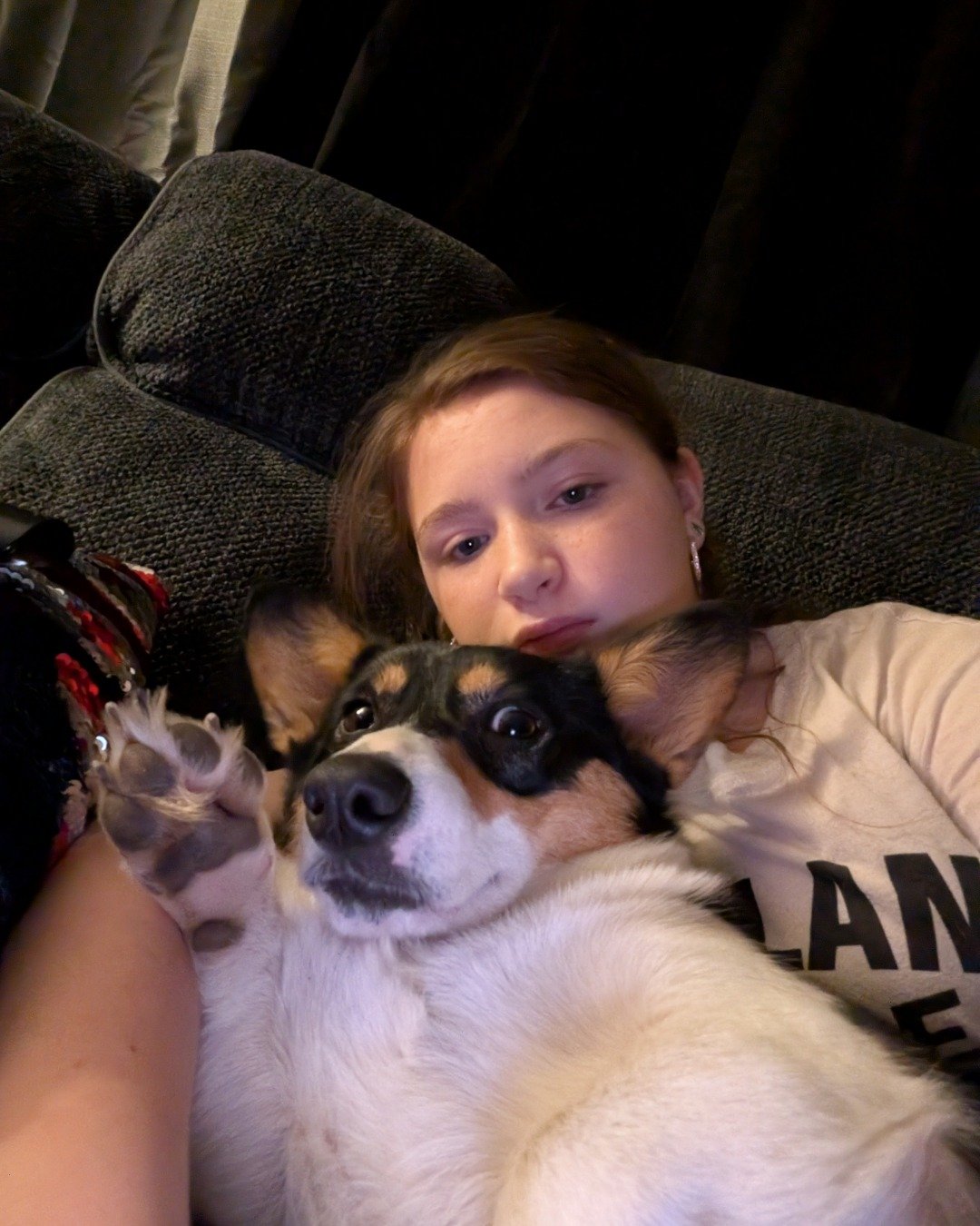 hazel the Paran Brook Corgi. Dog, Puppy, Couch, Furniture, Person, Cushion