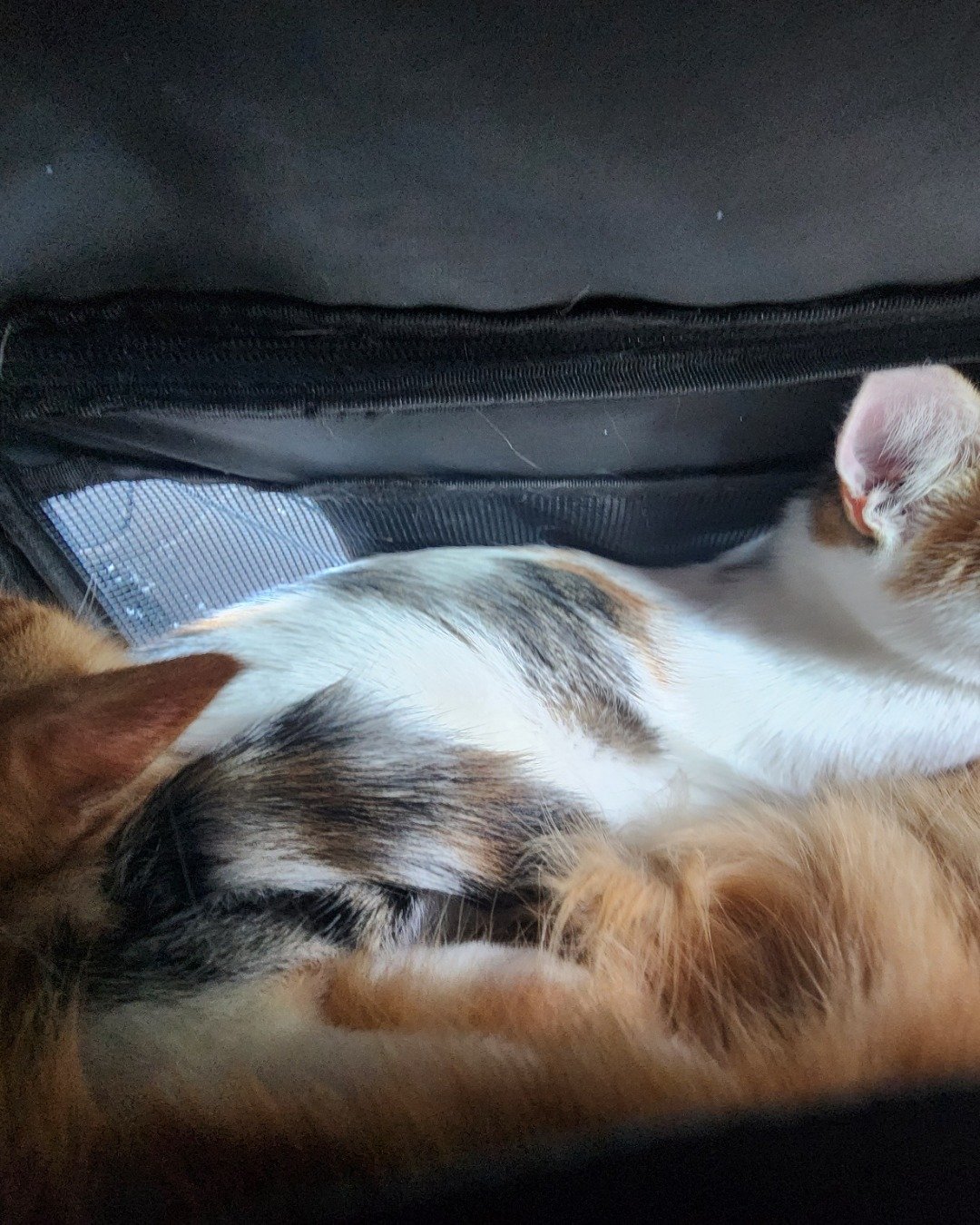 boots and gourma the tabby and mix. Person, Sleeping, Cat, Kitten