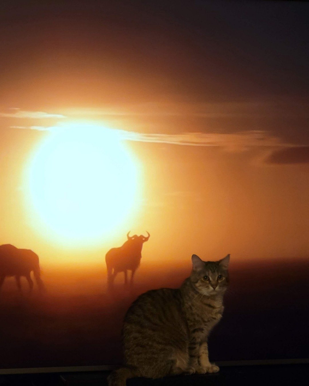 Lucy the tabby. Nature, Outdoors, Sky, Sun, Sunrise, Sunset