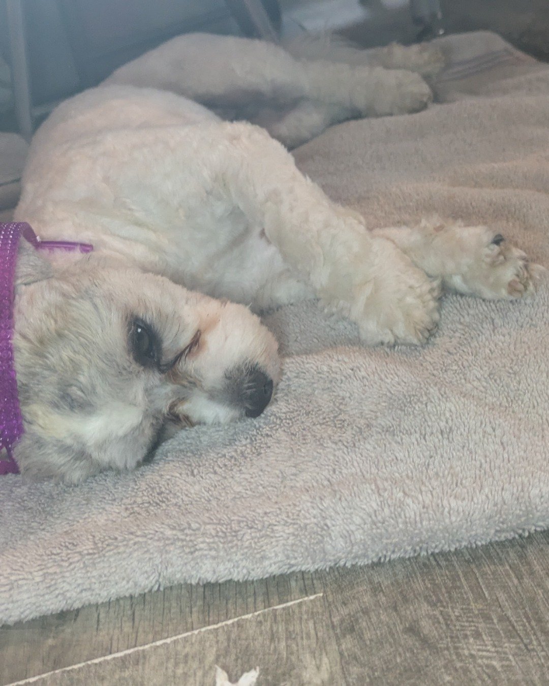 candy!🍭🍬. Dog, Puppy, Person, Sleeping