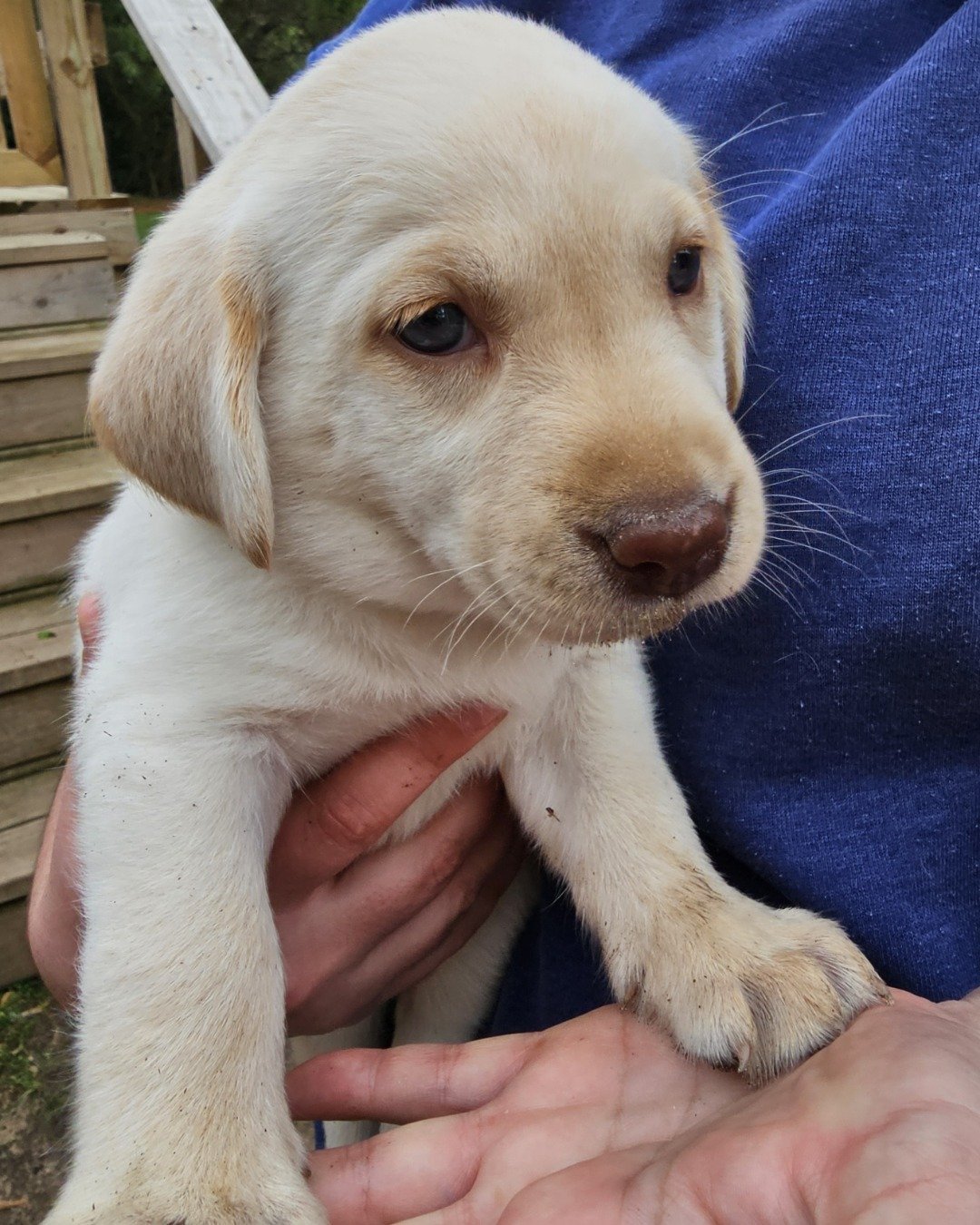 Wrenleigh the Yellow Lab. Dog, Puppy, Labrador Retriever