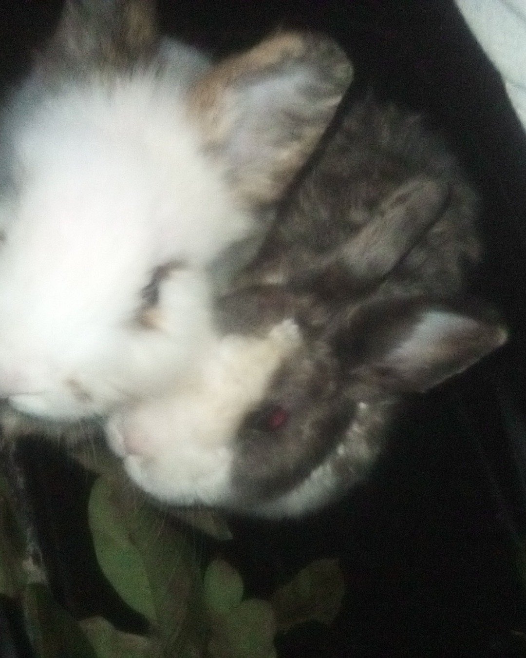 stormy and Lola bunny. Rabbit, Cat, Rodent