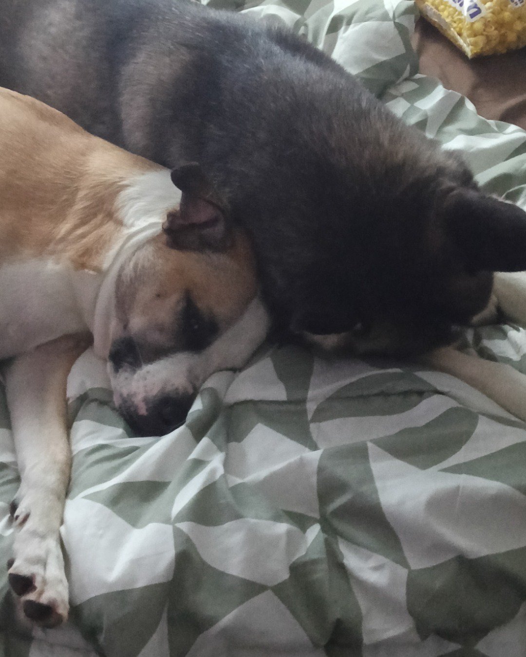 Subi & Gemstone!!!!!. Person, Sleeping, Dog, Puppy, Cushion, Home Decor