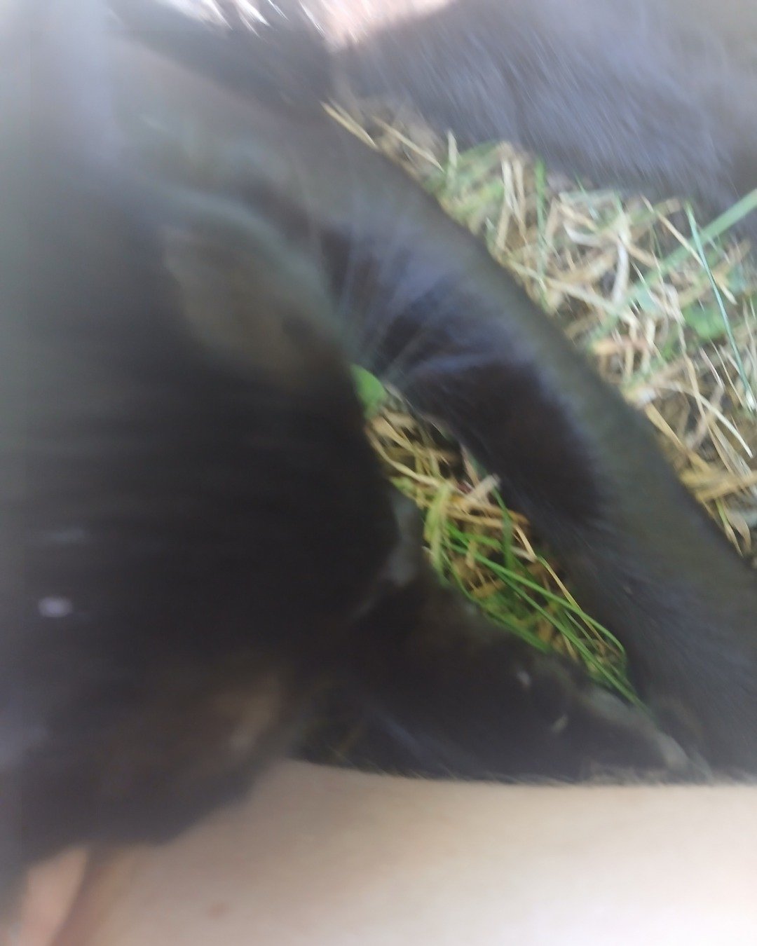 ali the black cat. Grass, Plant, Bird, Cat, Dog, Puppy