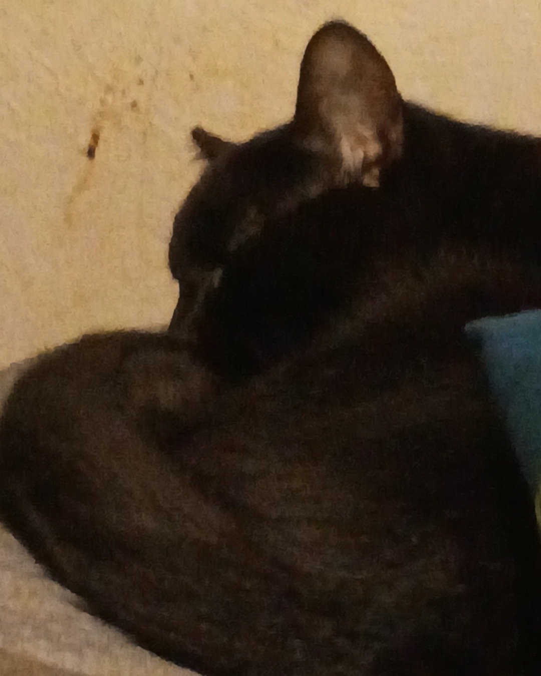 batty the tabby. Cat, Black Cat
